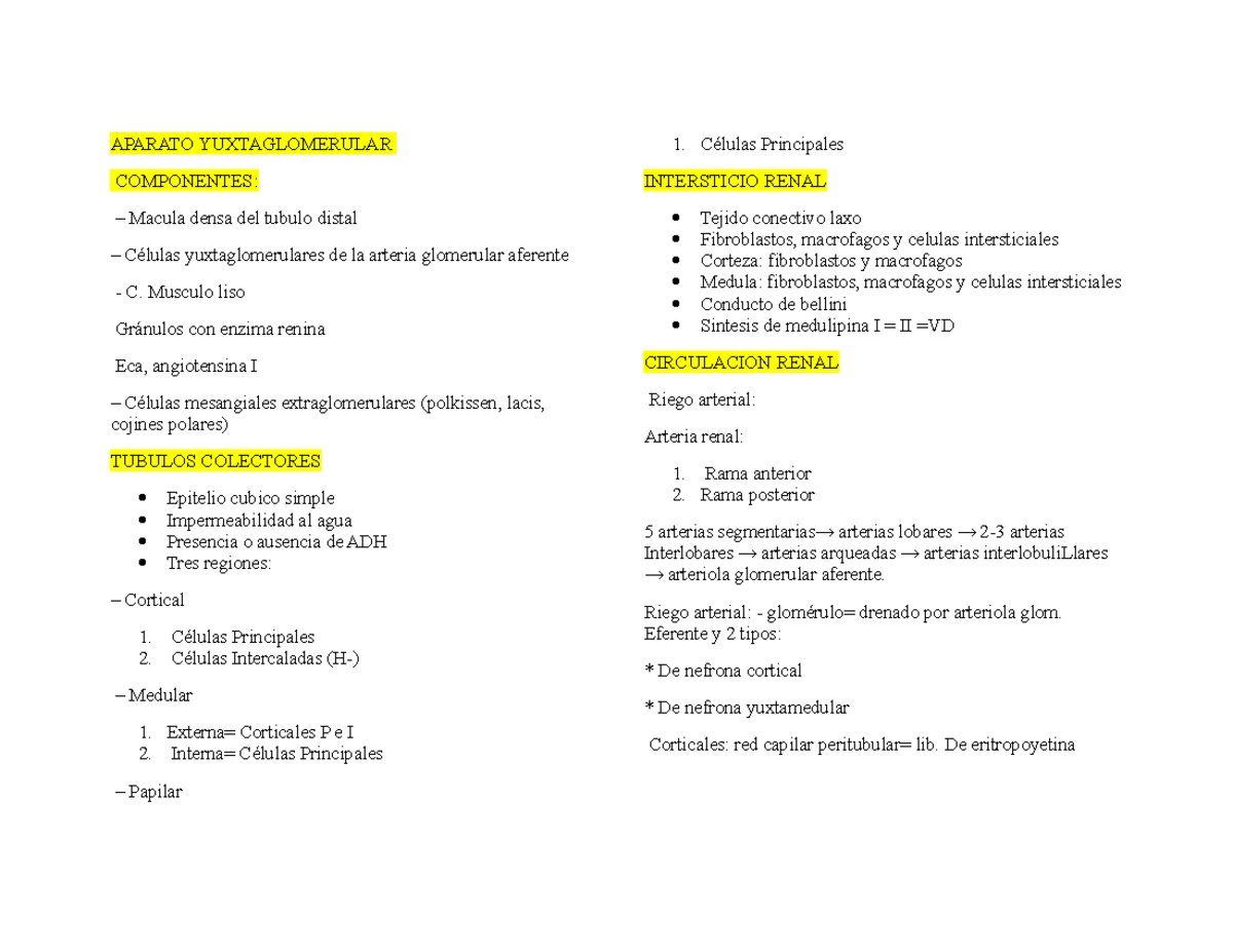 Aparato Yuxtaglomerular - APARATO YUXTAGLOMERULAR COMPONENTES: Macula ...