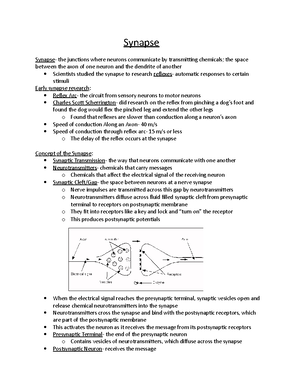 Week 4 - synapses and synaptic transmission in the brain - Synapse and ...
