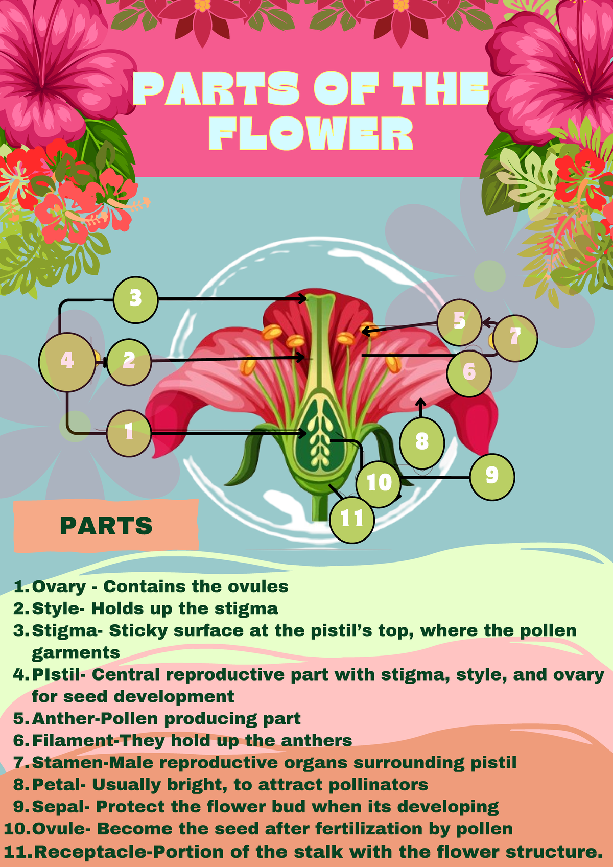 parts-of-the-flower-hghg-3-4-2-1-5-7-6-8-9-10-11-parts-of-the