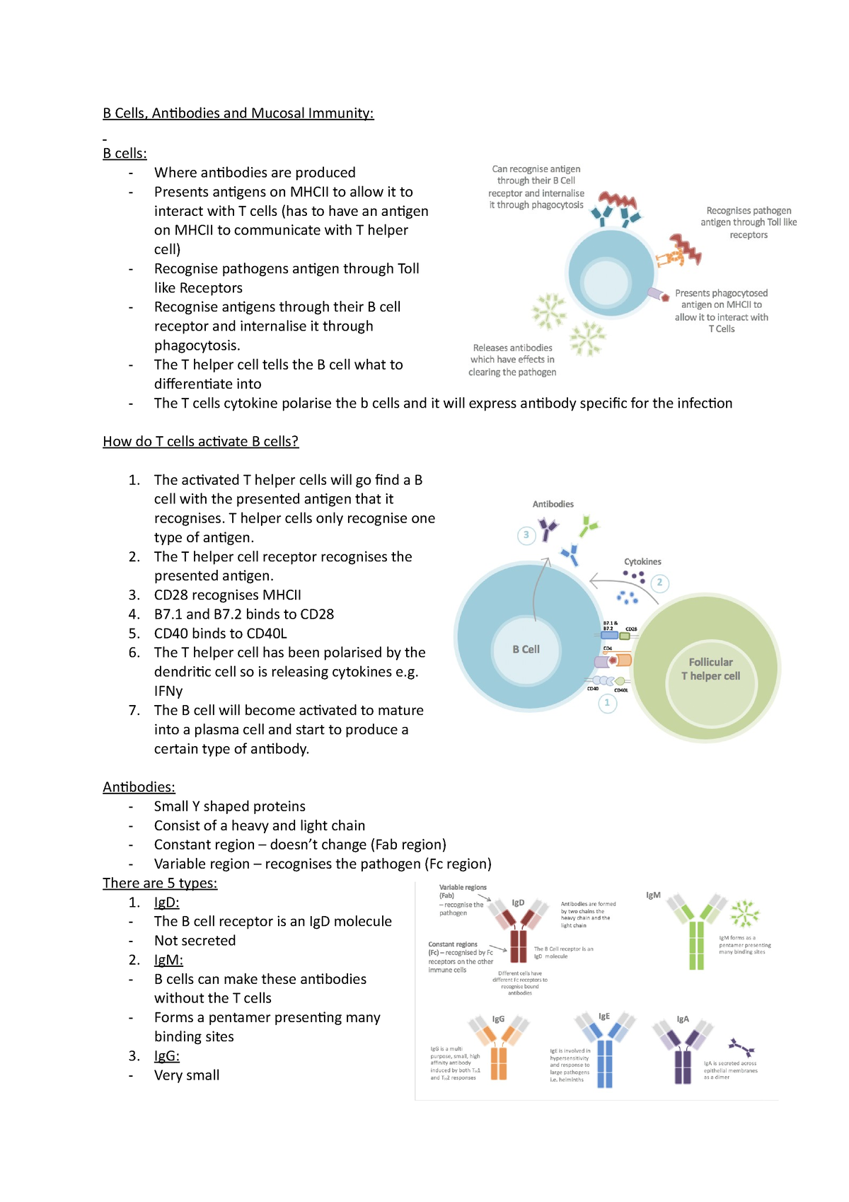 B Cells, Antibodies And Mucosal - The T Helper Cell Tells The B Cell ...