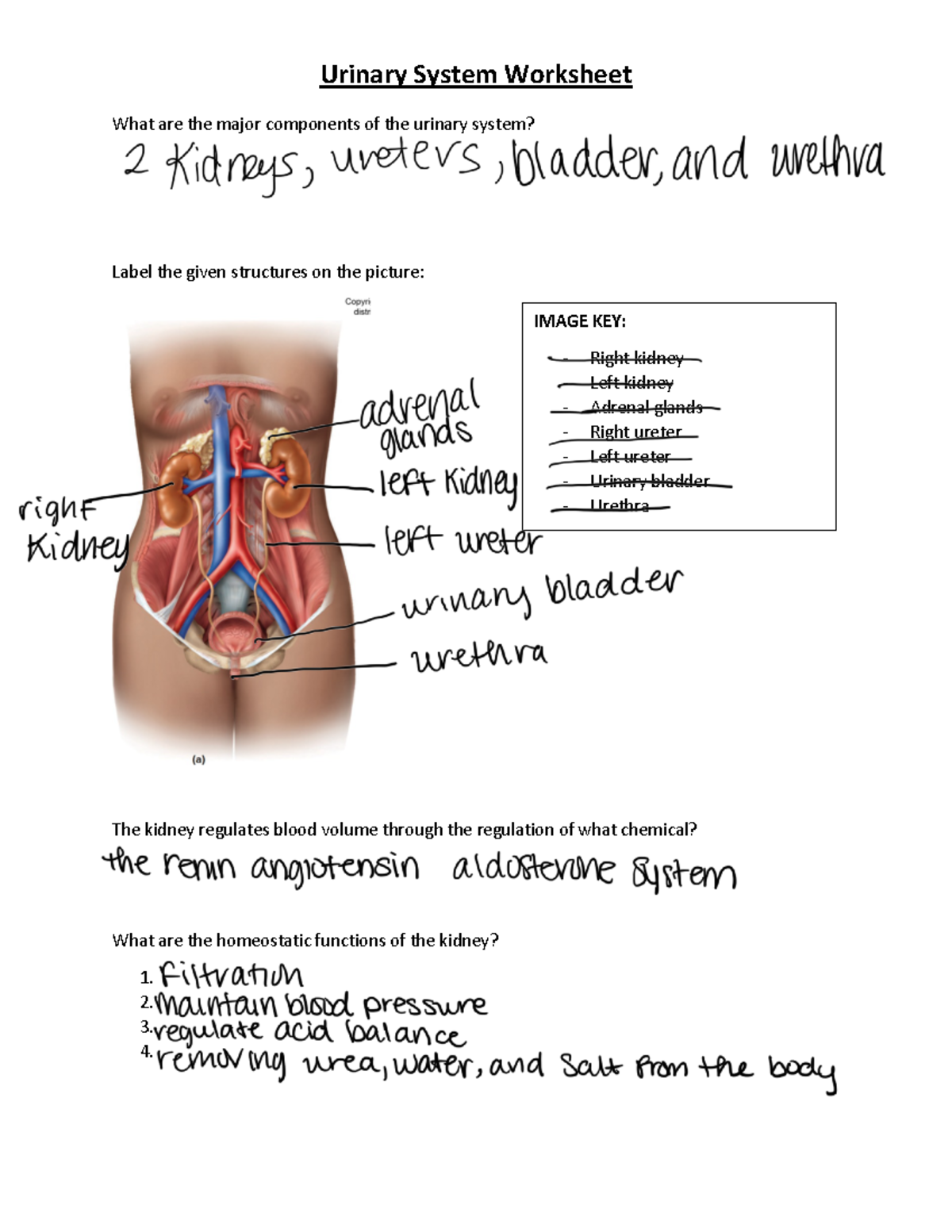 Urinary System Worksheet 2 What Are The Major Components Of The Urinary System Label The 2409