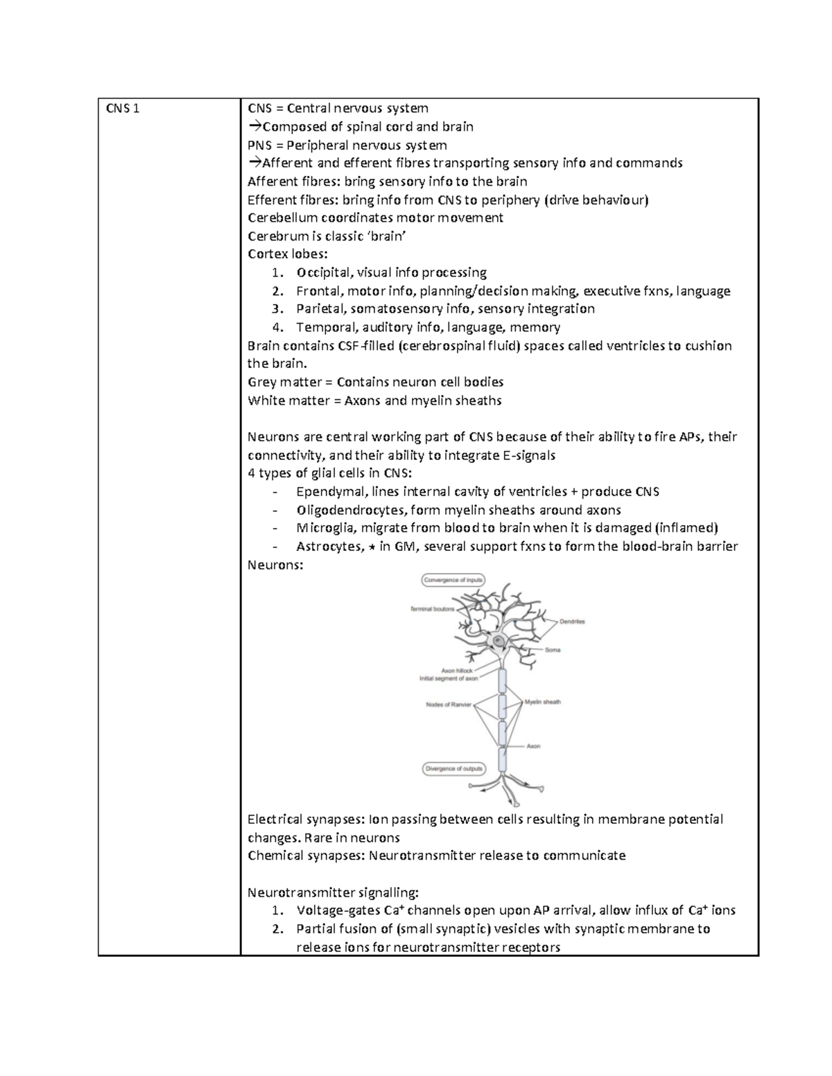 PHYS 443 final study guide - part 3 - CNS 1 CNS = Central nervous ...