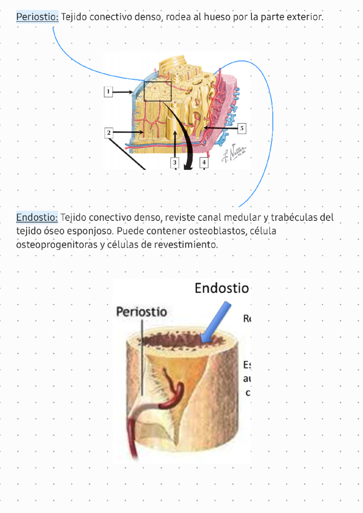 Tejido óseo 240923 093038 - Periostio: Tejido conectivo denso, rodea al ...