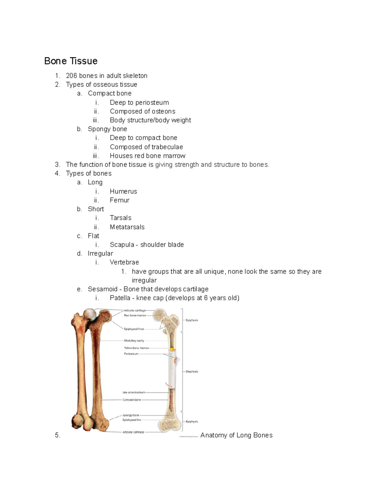 Lab Exam 2 - Study Guide For Anatomy Lab Exam 2 - Bone Tissue 206 Bones 