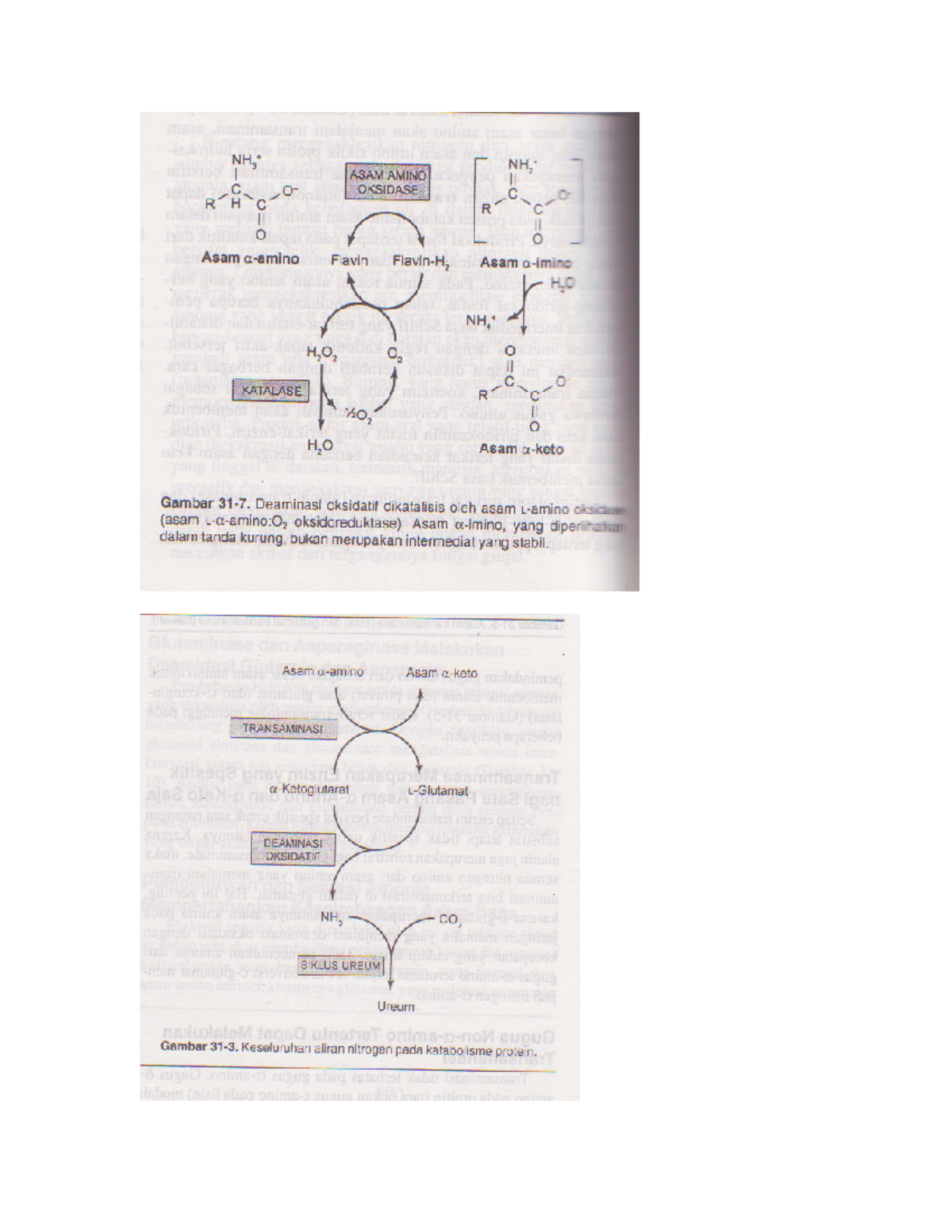 Gambar urea - Biochemistry course notes on amino acid metabolism ...