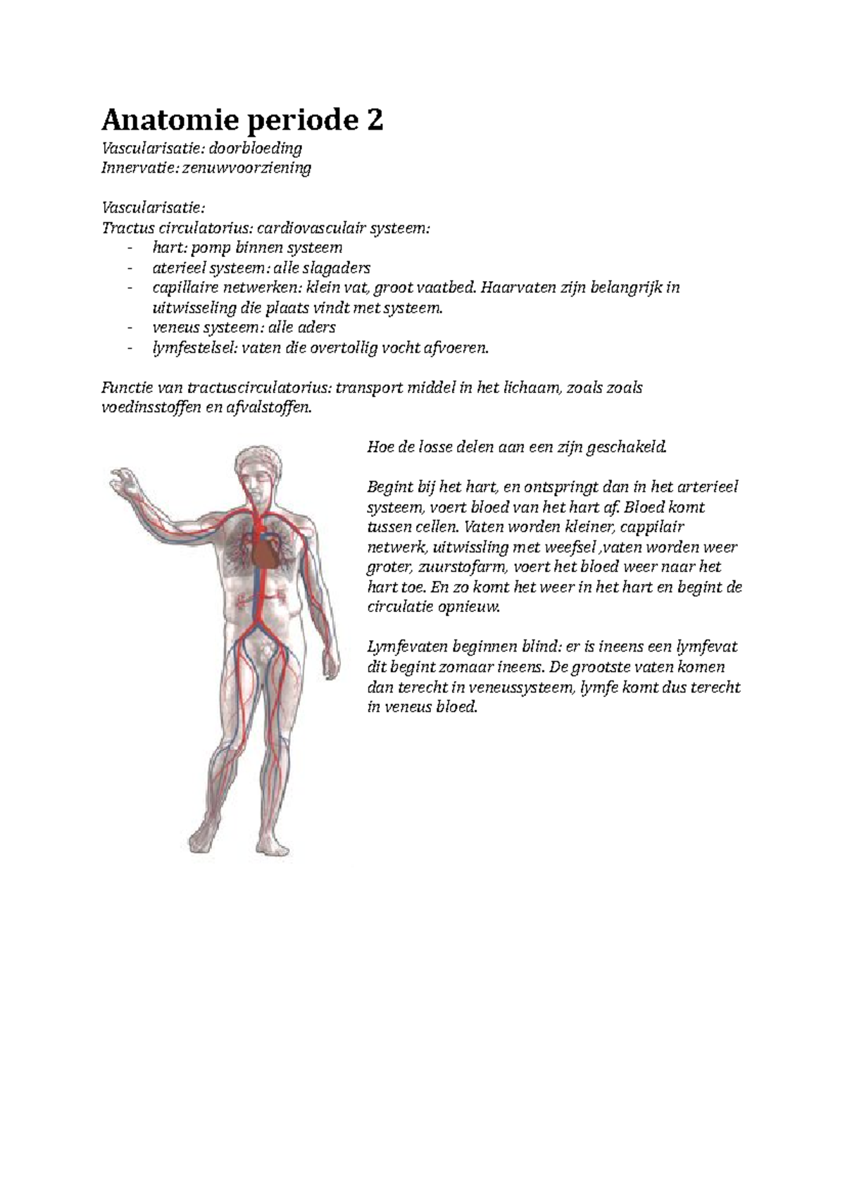 Samenvatting - Anatomie Periode 2 - Anatomie Periode 2 Vascularisatie ...