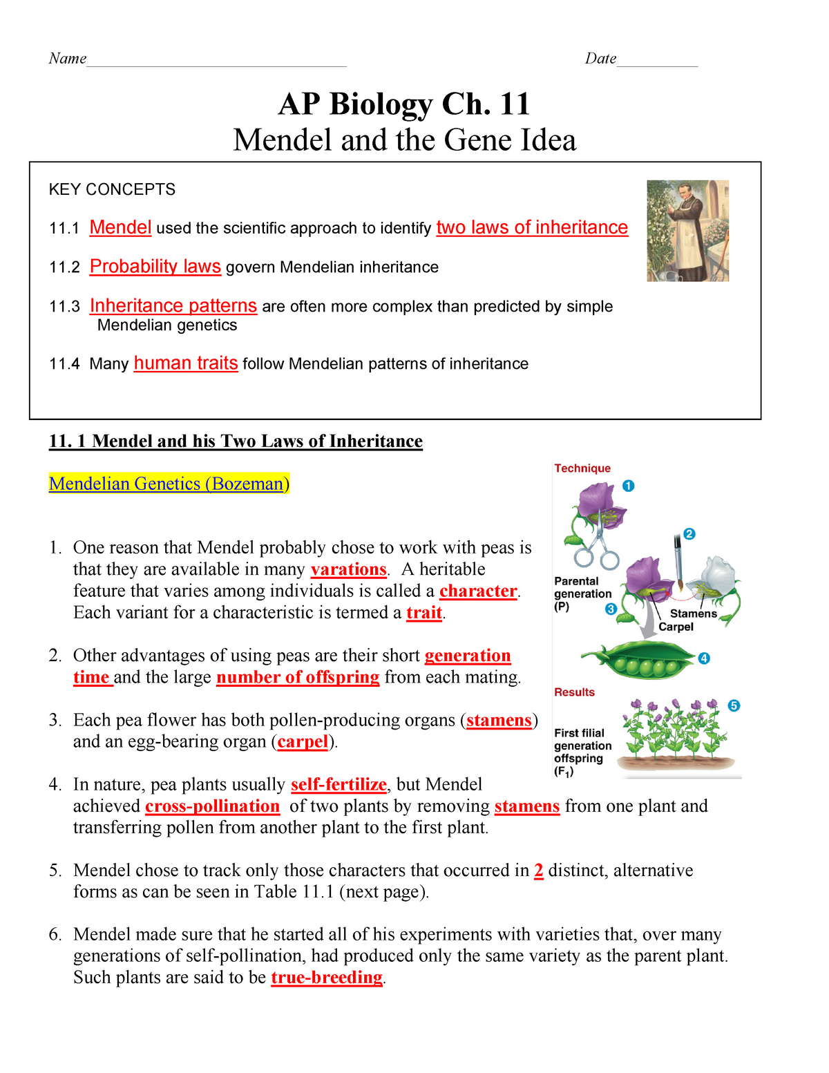 AP ch 21 Mendel KEY - notes answer key With Regard To Mendelian Genetics Worksheet Answer Key