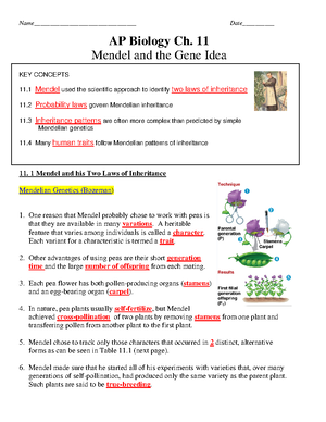 AP ch 11 Mendel KEY - notes answer key -  Name________________________________ Date__________ AP - Studocu
