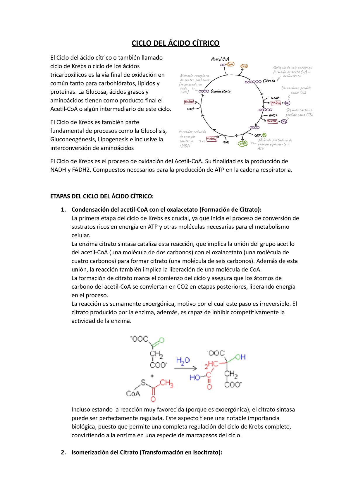 Ciclo Del Ácido Cítrico Ciclo Del Ácido CÍtrico El Ciclo Del ácido Cítrico O También Llamado 5610