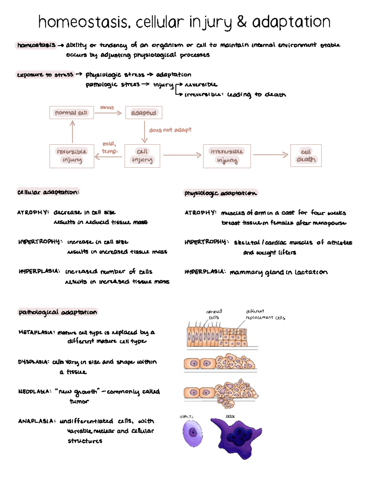 Lecture one - homeostasis, cellular injury, & adaptation - homeostasis ...