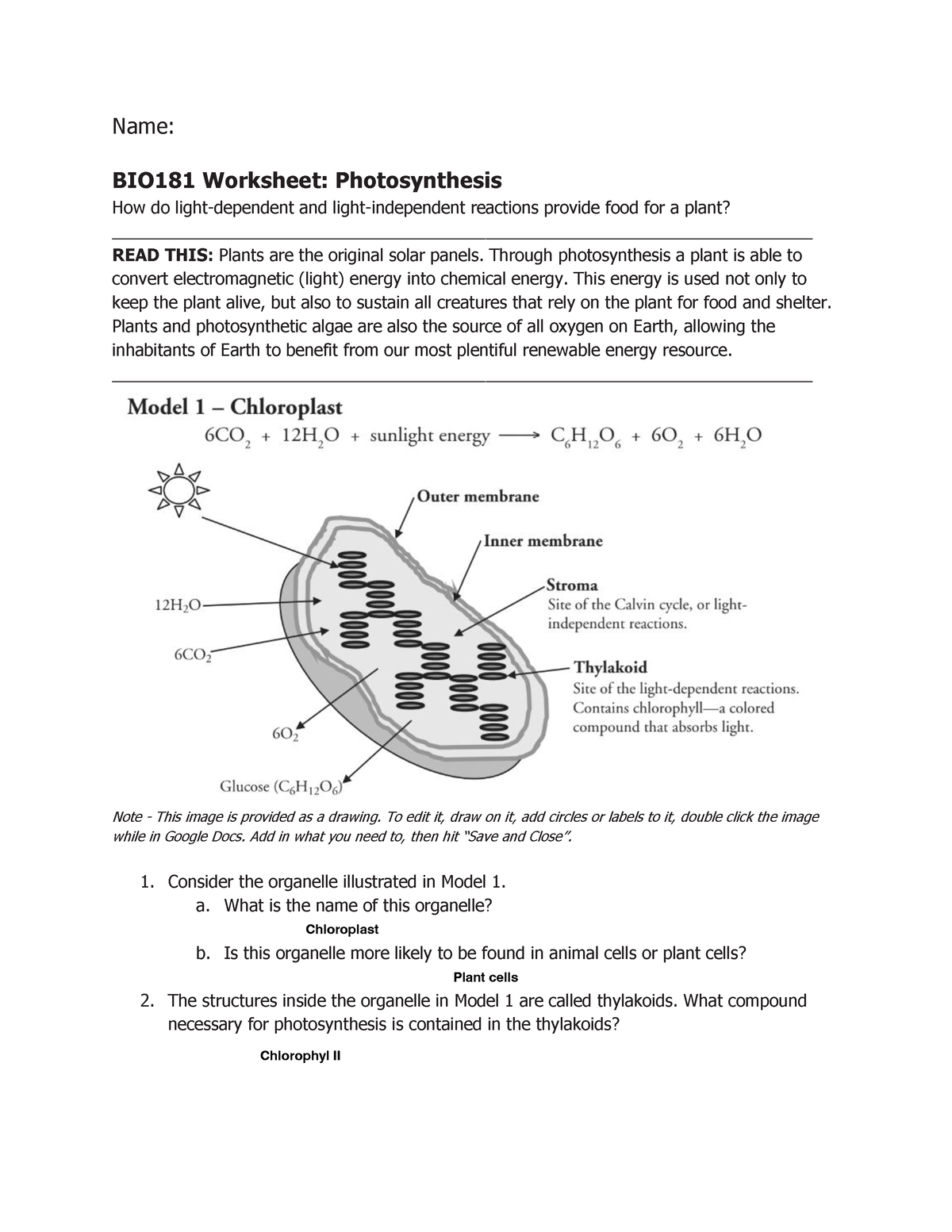 bio 181 worksheet photosynthesis