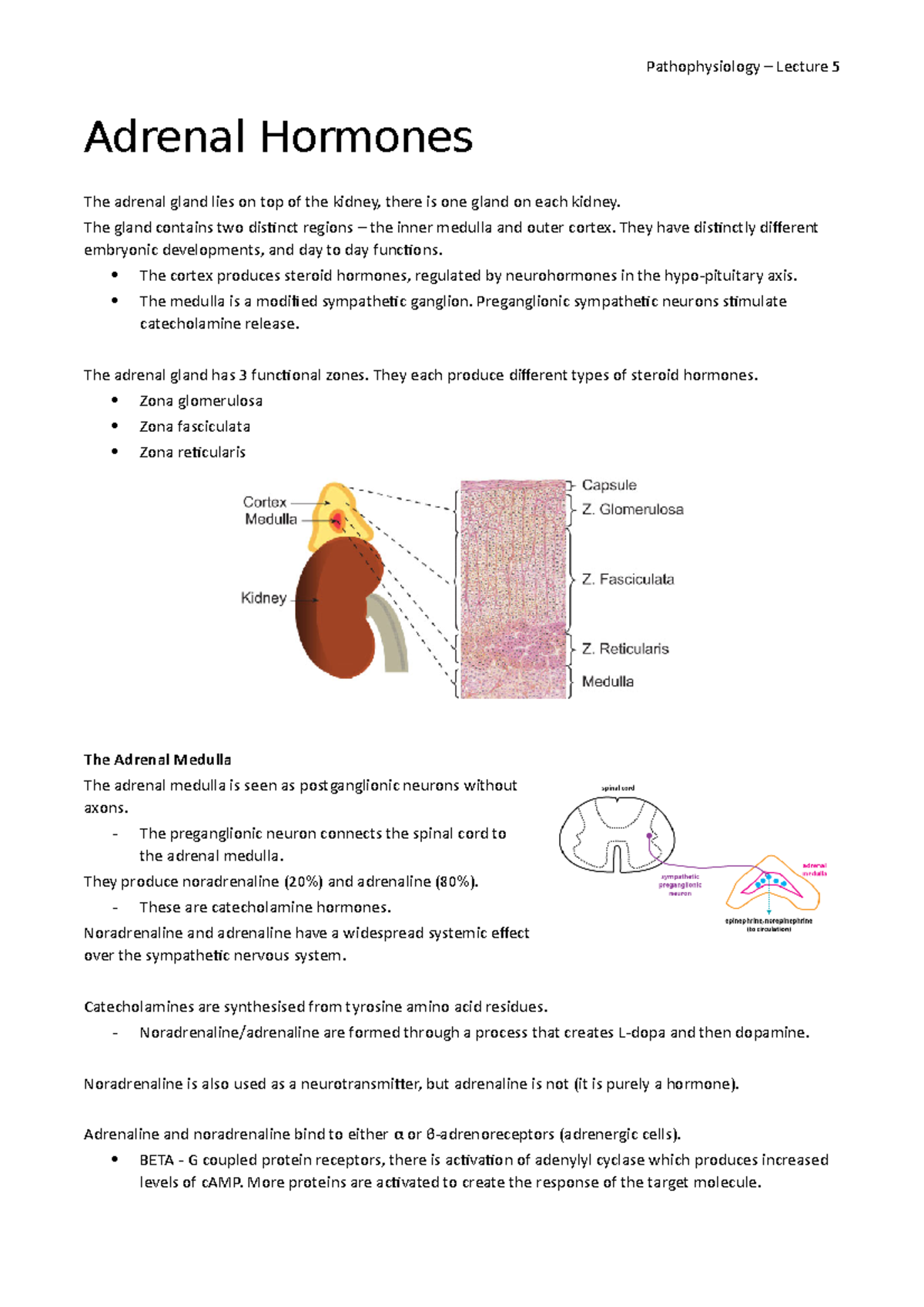 Lecture 5 Adrenal Hormones Pathophysiology Lecture 5 Adrenal