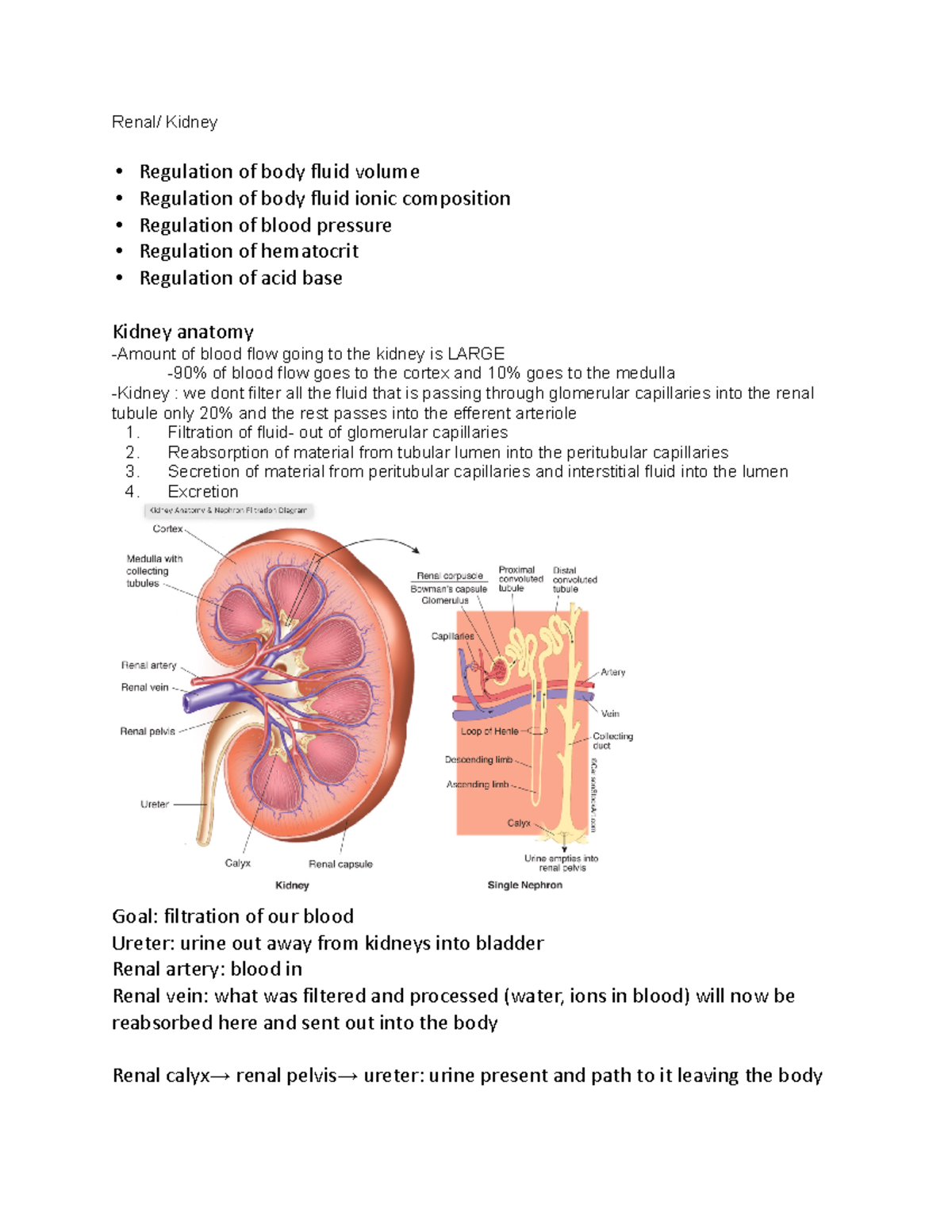 Renal Kidney - Final exam material - Renal/ Kidney Regulation of body ...