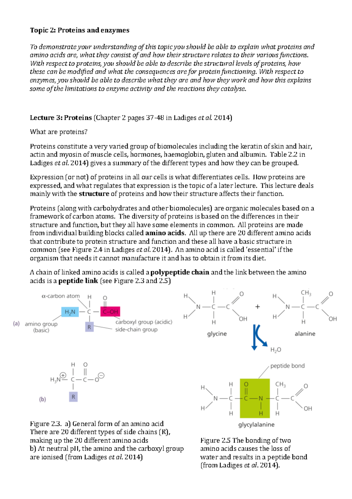 Lectures 3 and 4 Proteins and Enzymes **Topic 2 Proteins and enzymes