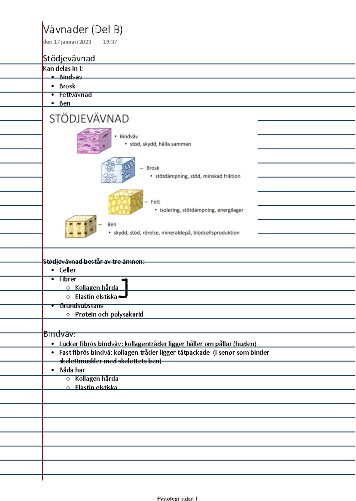 Vävnader (Del B) (som PDF) - Stödjevävnad Kan delas in i: - Bindväv ...