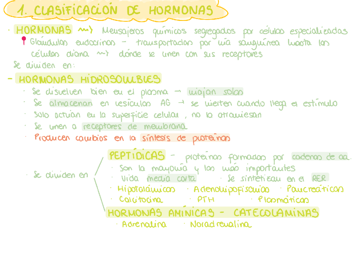 PREGUNTAS CORTAS - ENDOCRINO - CÉLULAS SOMATOTROPAS HIPOTÁLAMO ...