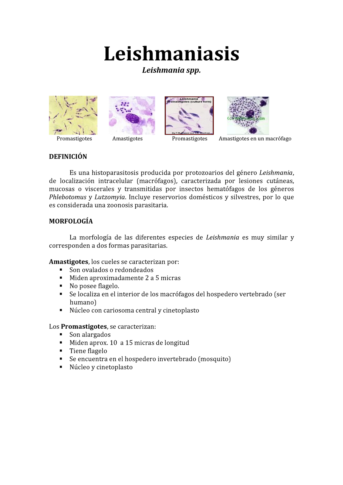 morfología de leishmania donovani