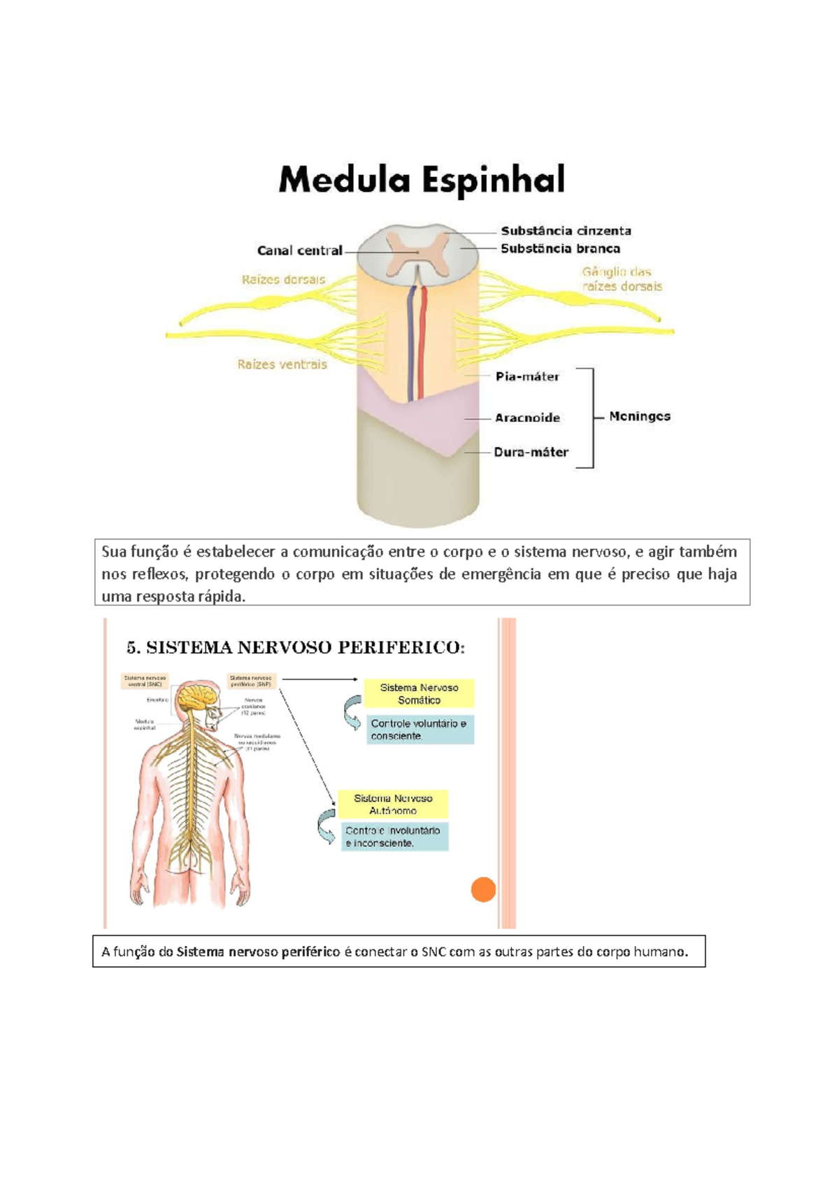 Aula Neurofsiologia - Sua Função é Estabelecer A Comunicação Entre O ...