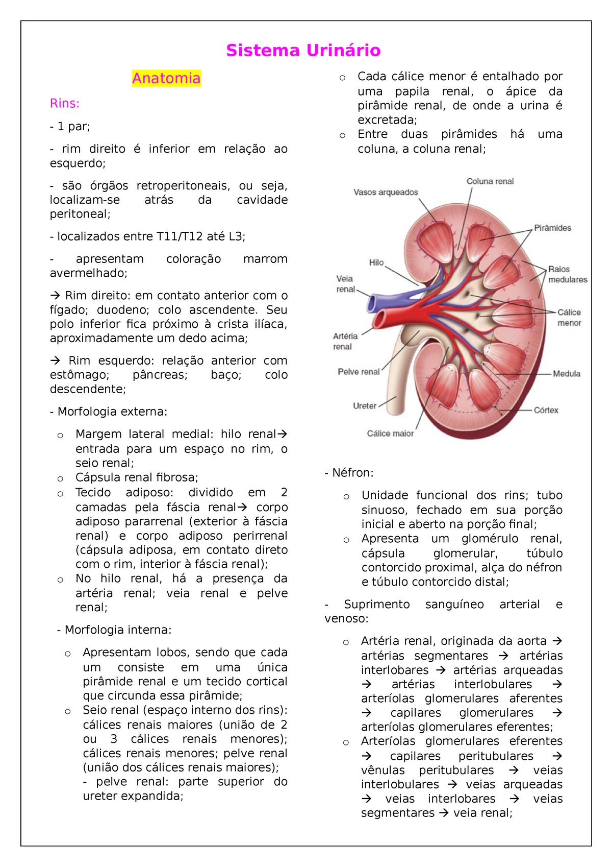 Sistema Urinário funções biológicas Sistema Urinário Anatomia Rins par rim direito é