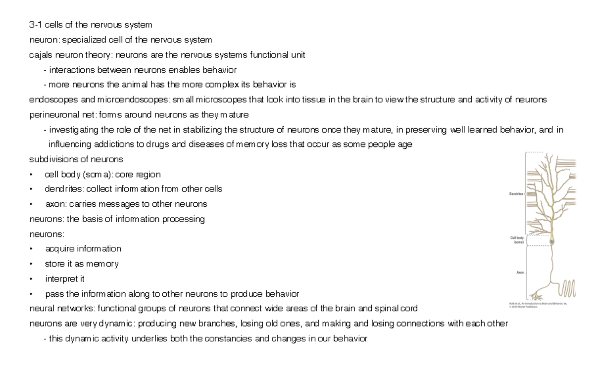 Chapter 3 what is the nervous systems functional units 31 cells of