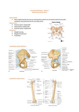 lab 17 - pelvic girdle and lower limb