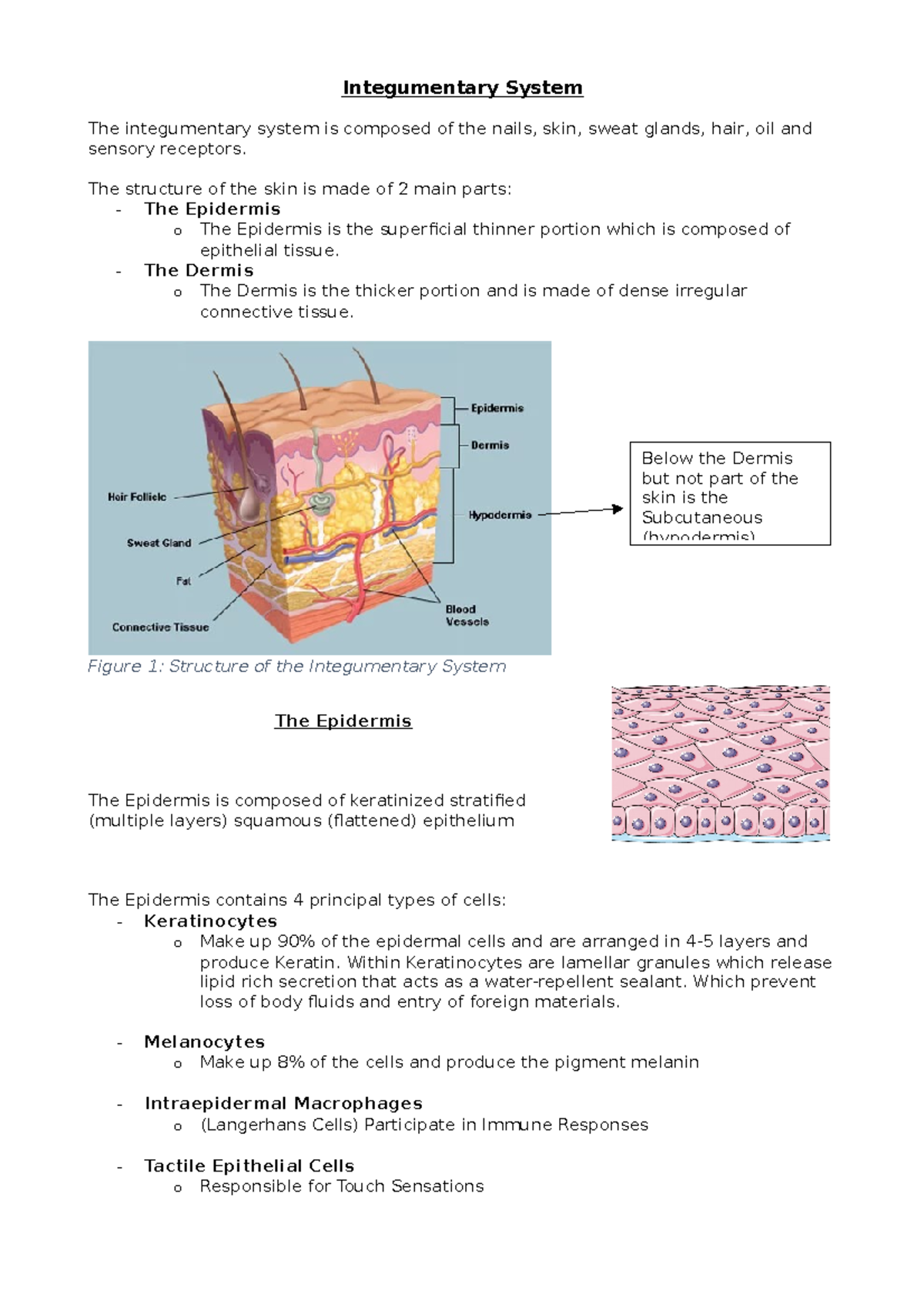 Integumentary System - Skin, Nails, Glands, Hair - Integumentary System ...