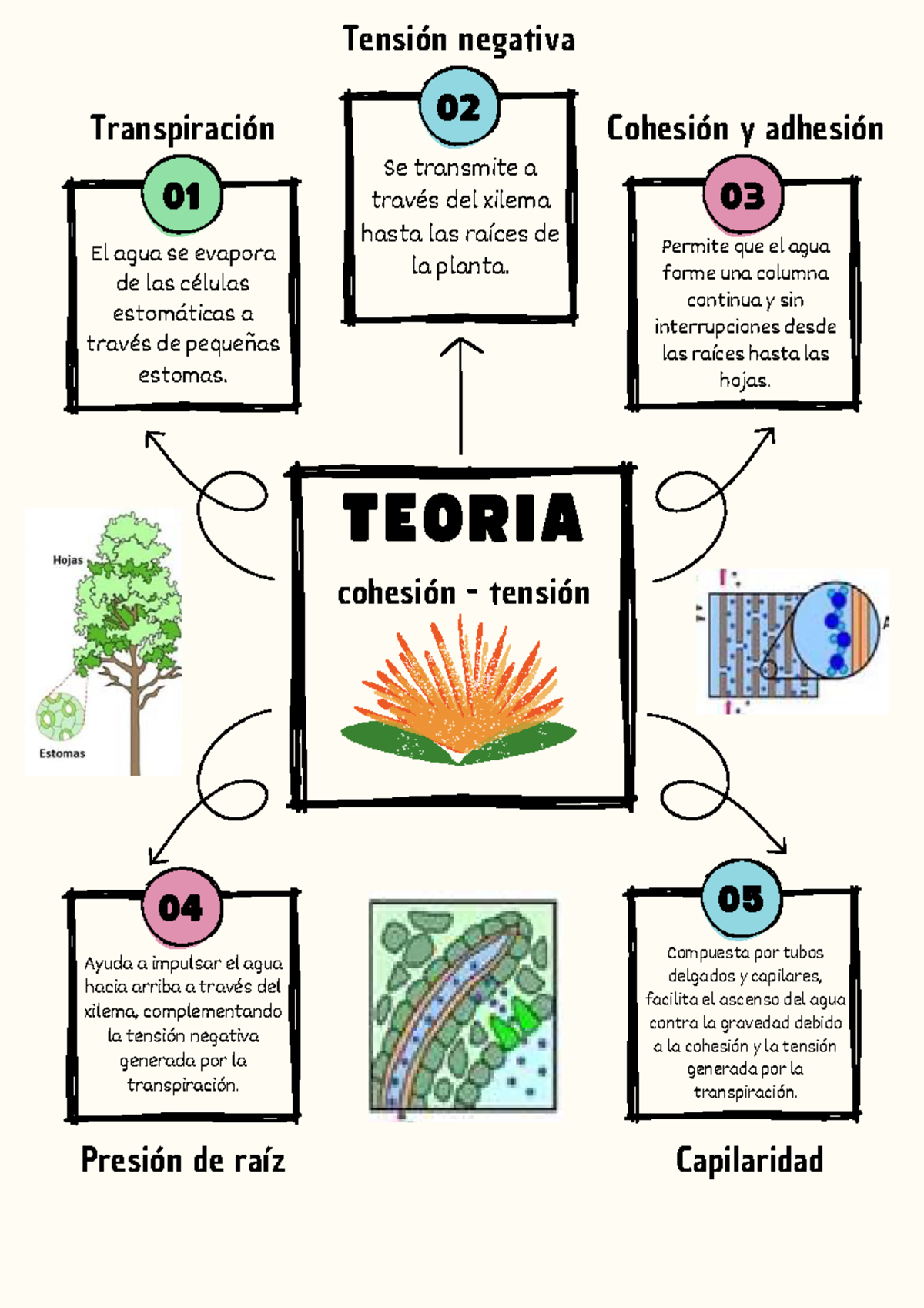 TEORIA DE TENSION- COHESION EN PLANTAS - 05 04 01 02 03 cohesión ...