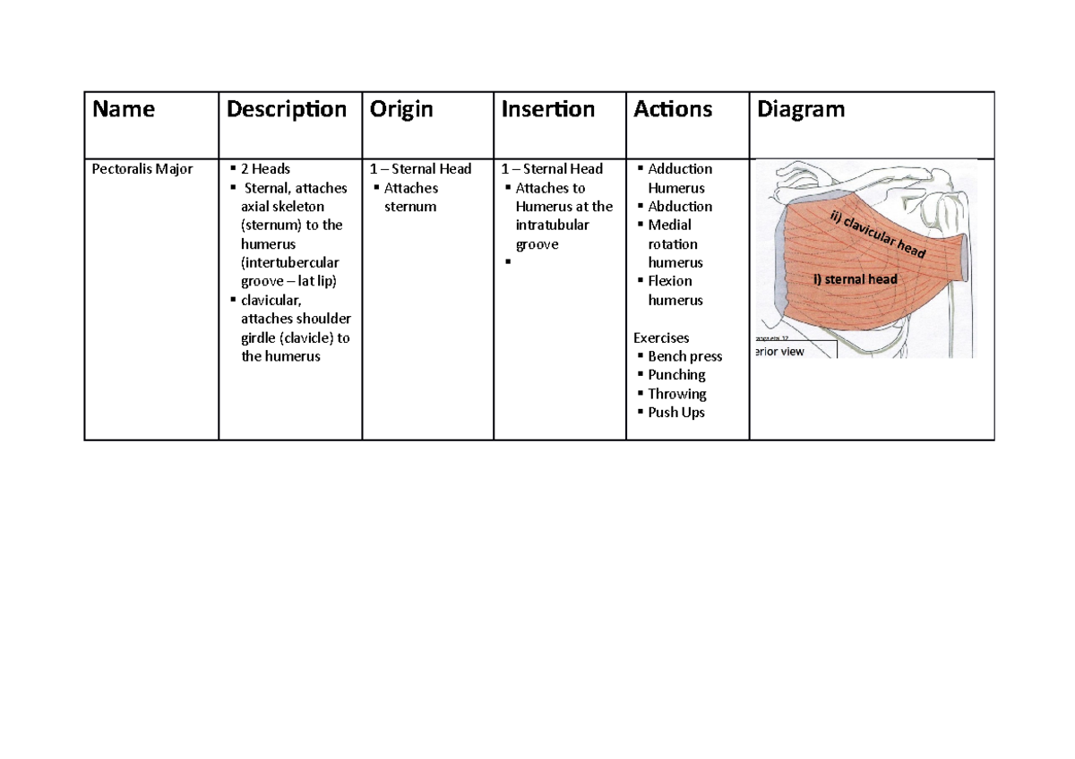 1168 - 1168 Key Muscle Group Table. Diagrams included. Up to lecture 6 ...