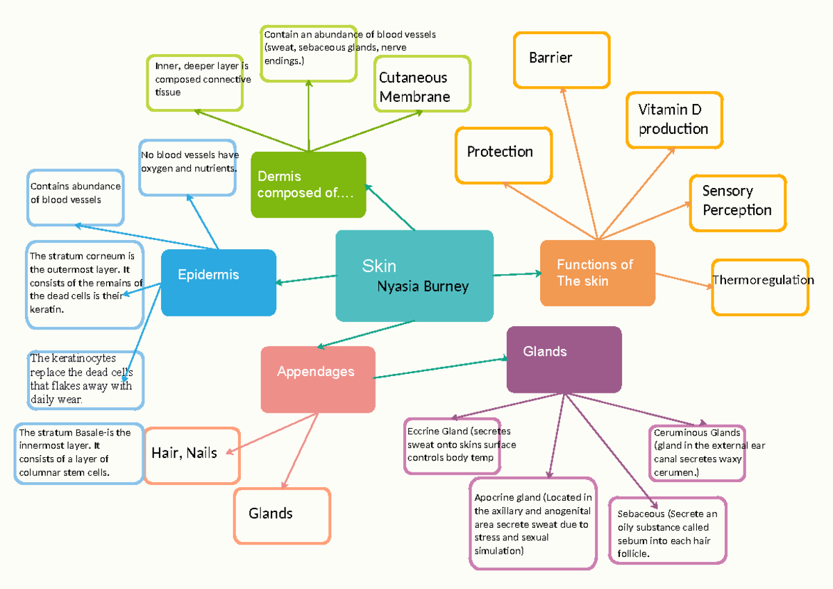 Rectangles-concept-map skin (1) finsihed - Skin Nyasia Burney Dermis ...