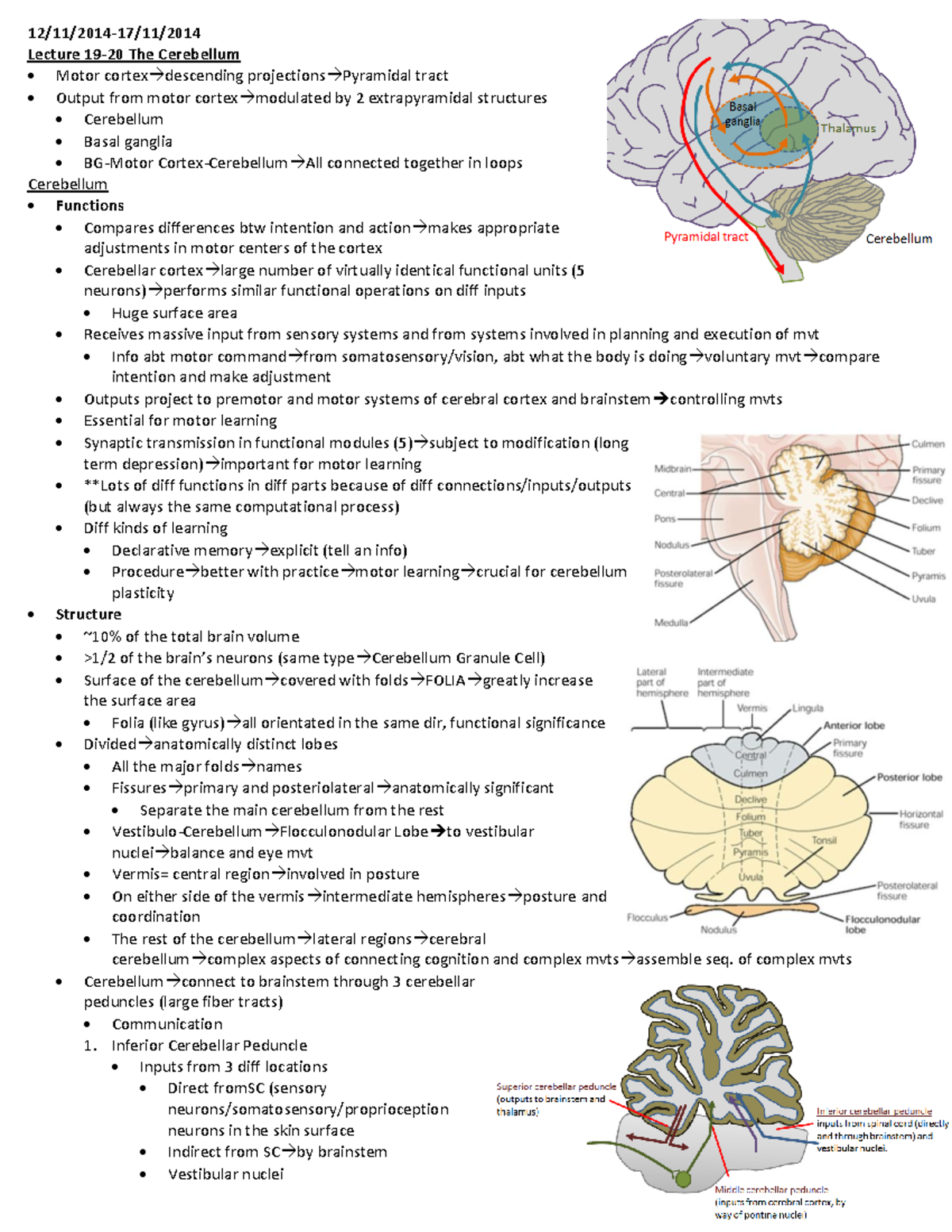 Lecture 19-20 The Cerebellum - 12/11/2014-17/11/ Lecture 19-20 The ...