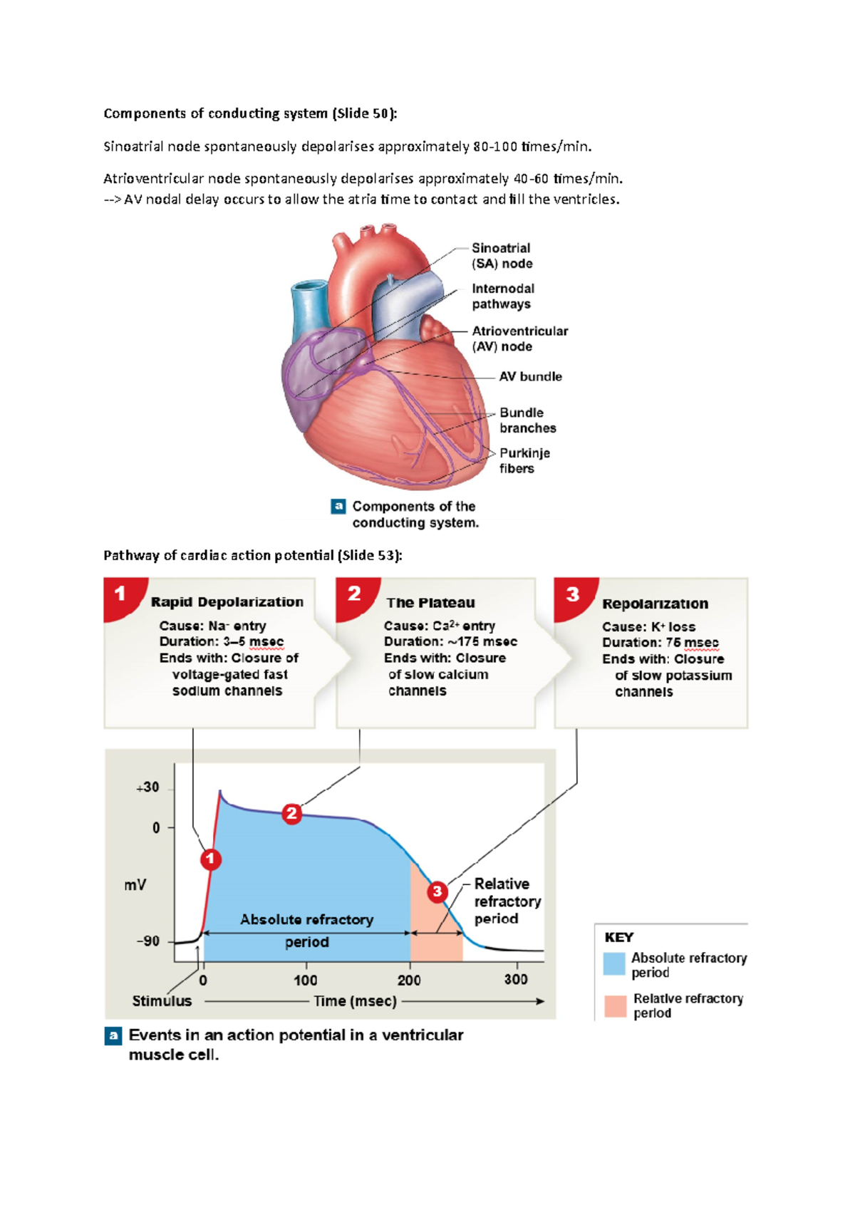 Cardiac Quizlet 17 - 1u5cg6q