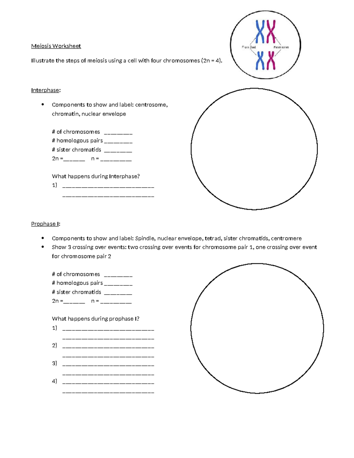 meiosis-worksheet-xxxxxxxxxxxxxxxxx-meiosis-worksheet-illustrate