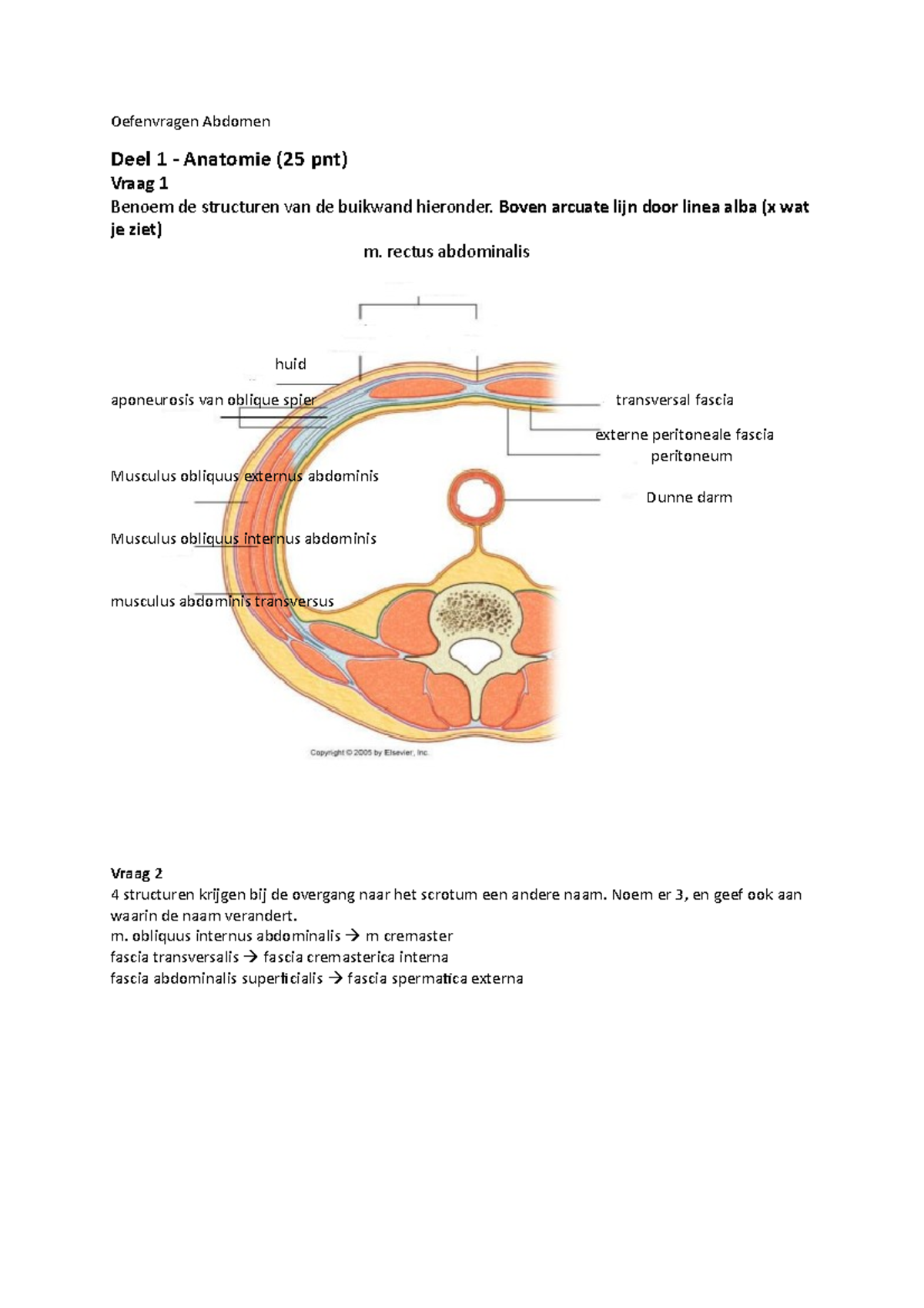 Proef/oefen Tentamen, Vragen - Oefenvragen Abdomen Deel 1 - Anatomie ...