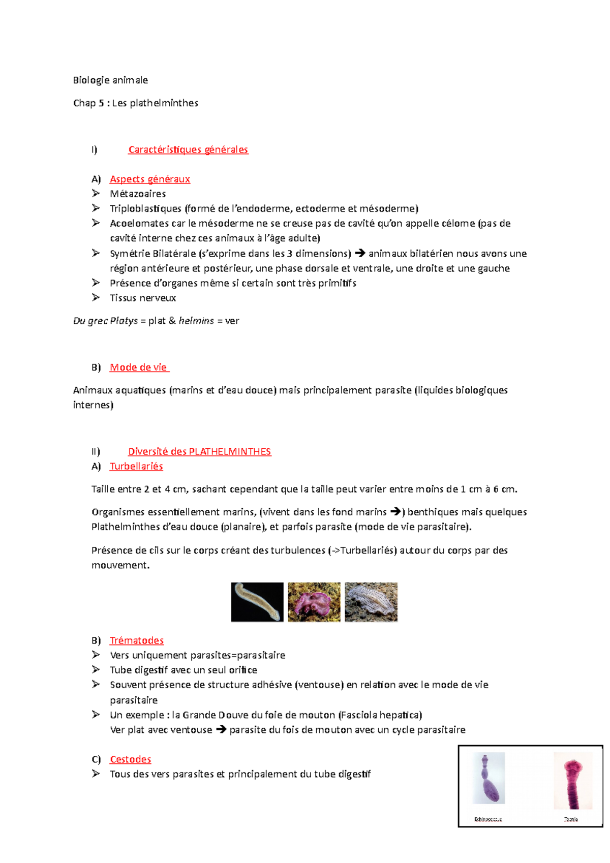 Chap 5 Les plathelminthes - Licence Sciences de la Vie et de la Terre ...