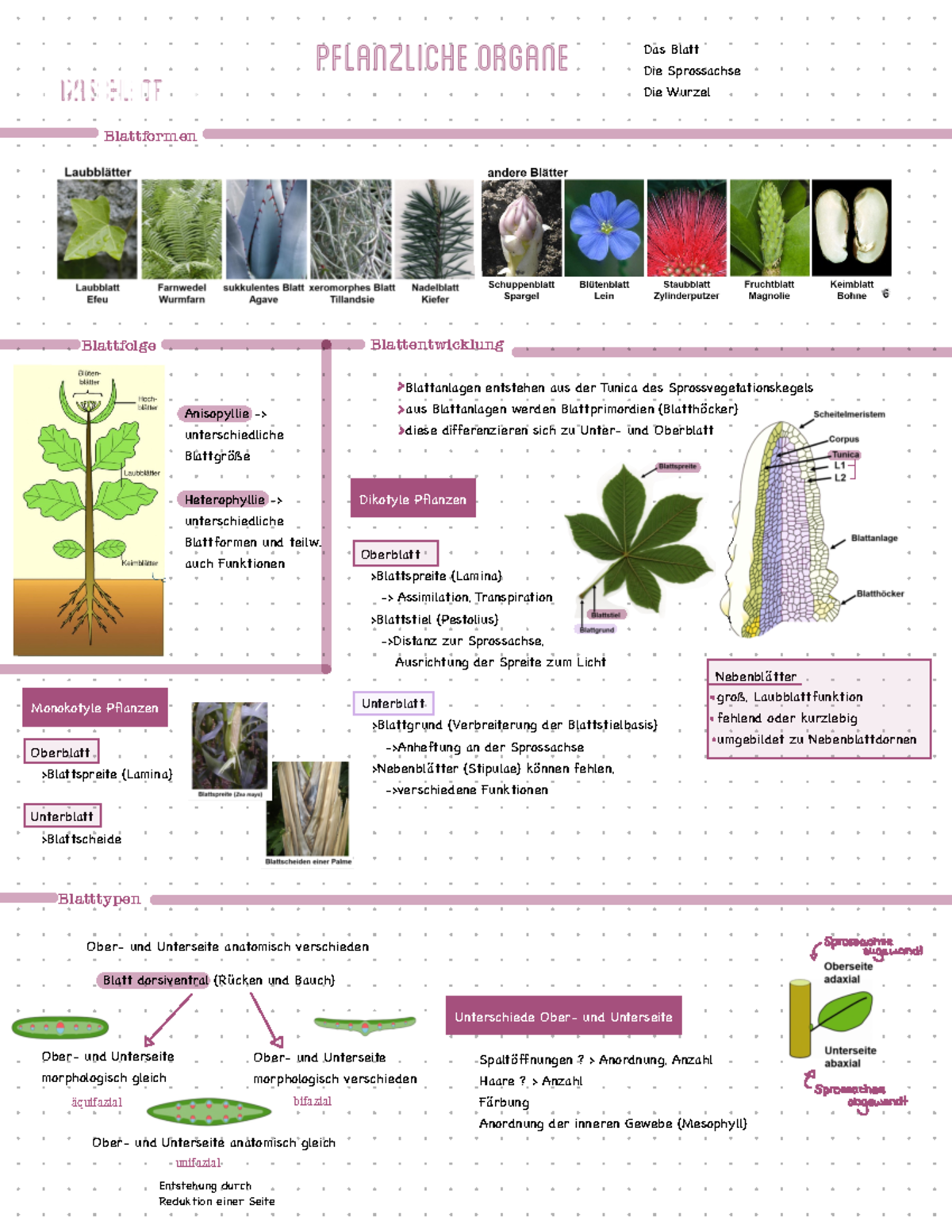 Pflanzliche Organe - Tree of Life Zusammenfassung - Das Blatt Die ...