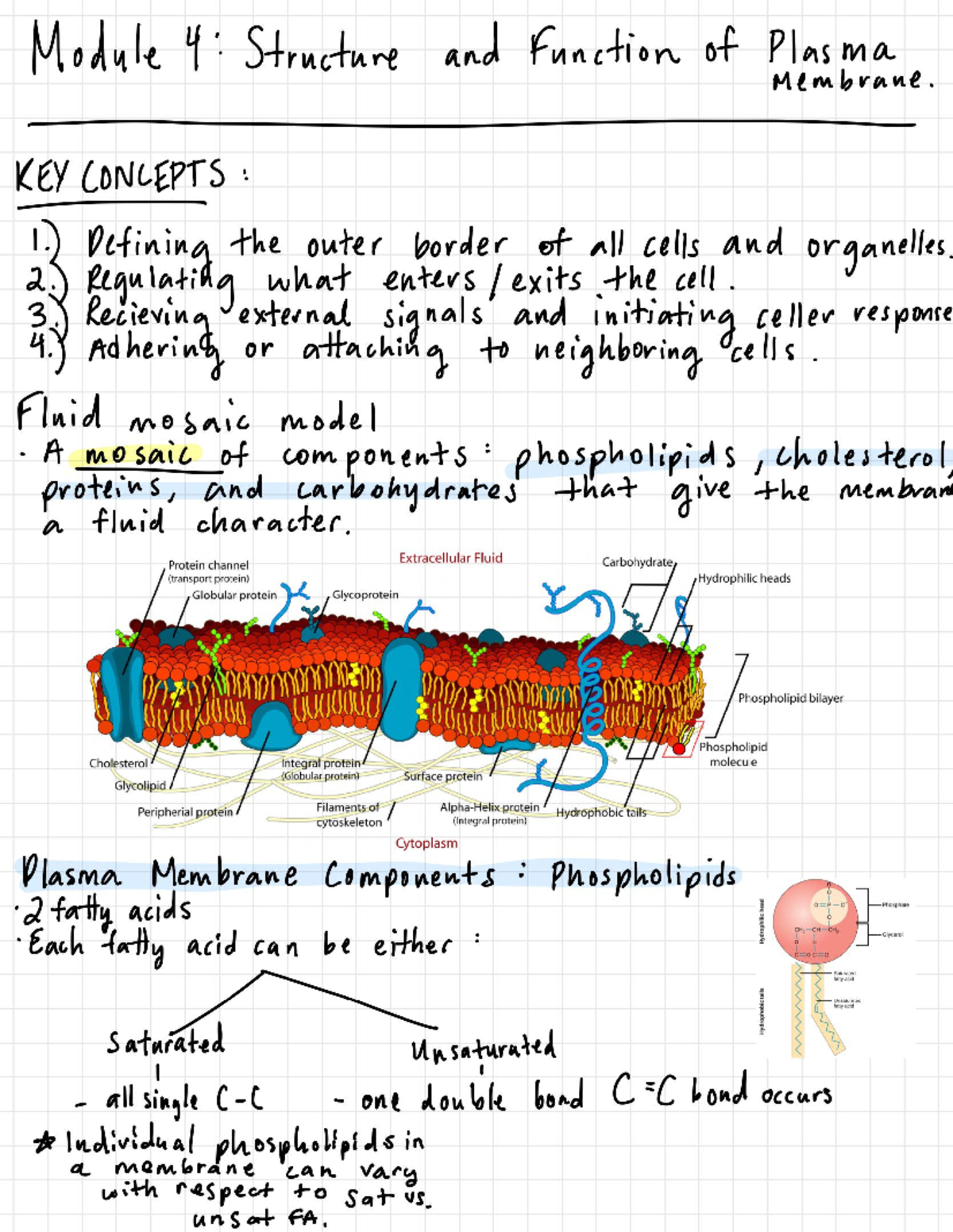 Jpg2pdf lecture notes on structure and functions of plasma membrane