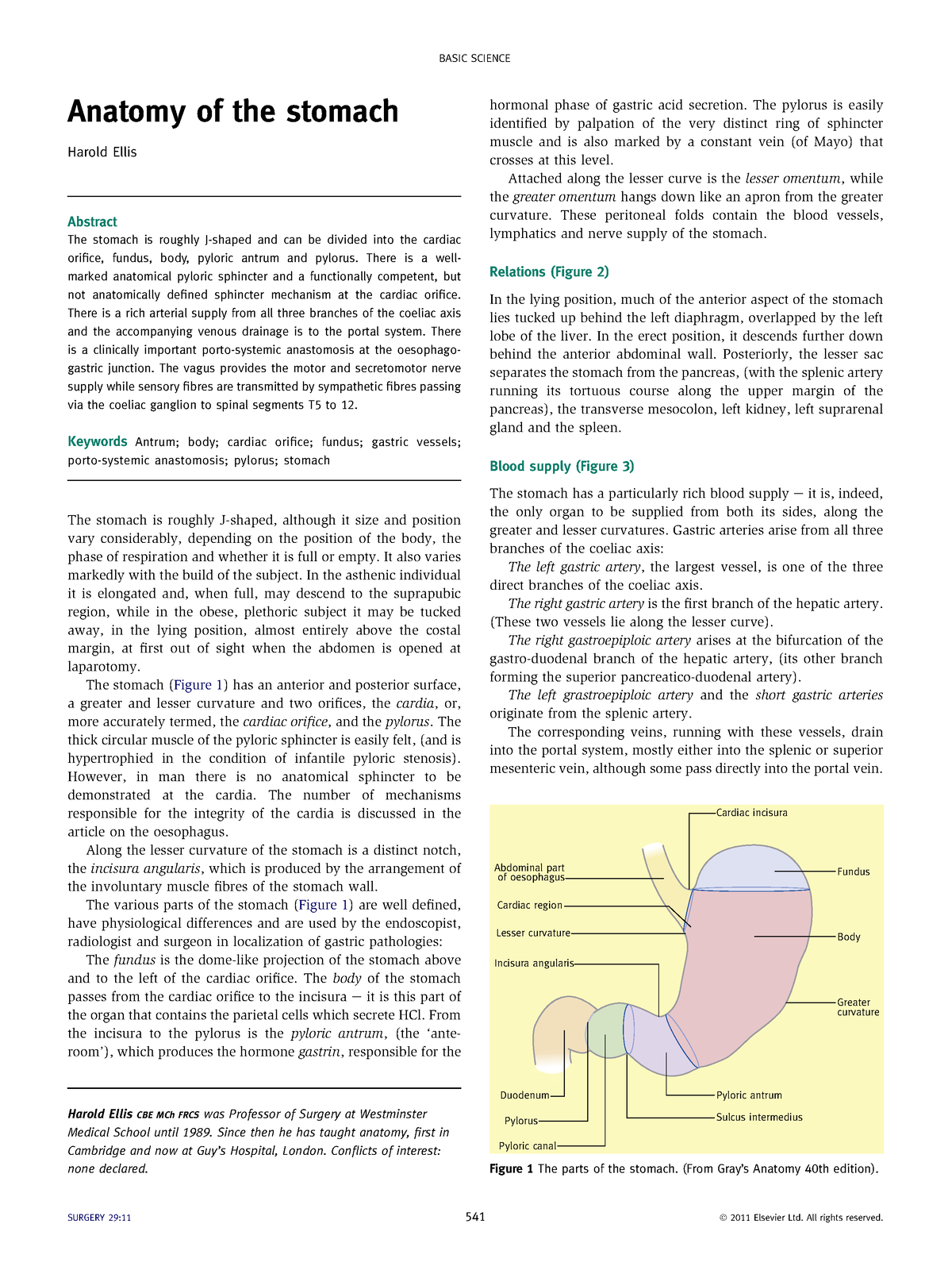 Anatomy Of The Stomach - Anatomy Of The Stomach Harold Ellis Abstract ...