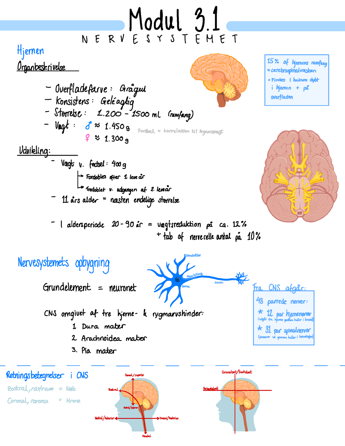 Modul 3.1 - Neuro - Korte Pointer Om De Vigtigste Ting, Samt Små ...