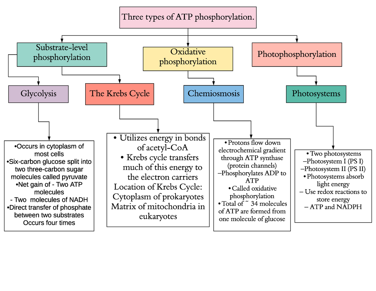 mastering biology oxidative phosphorylation concept map