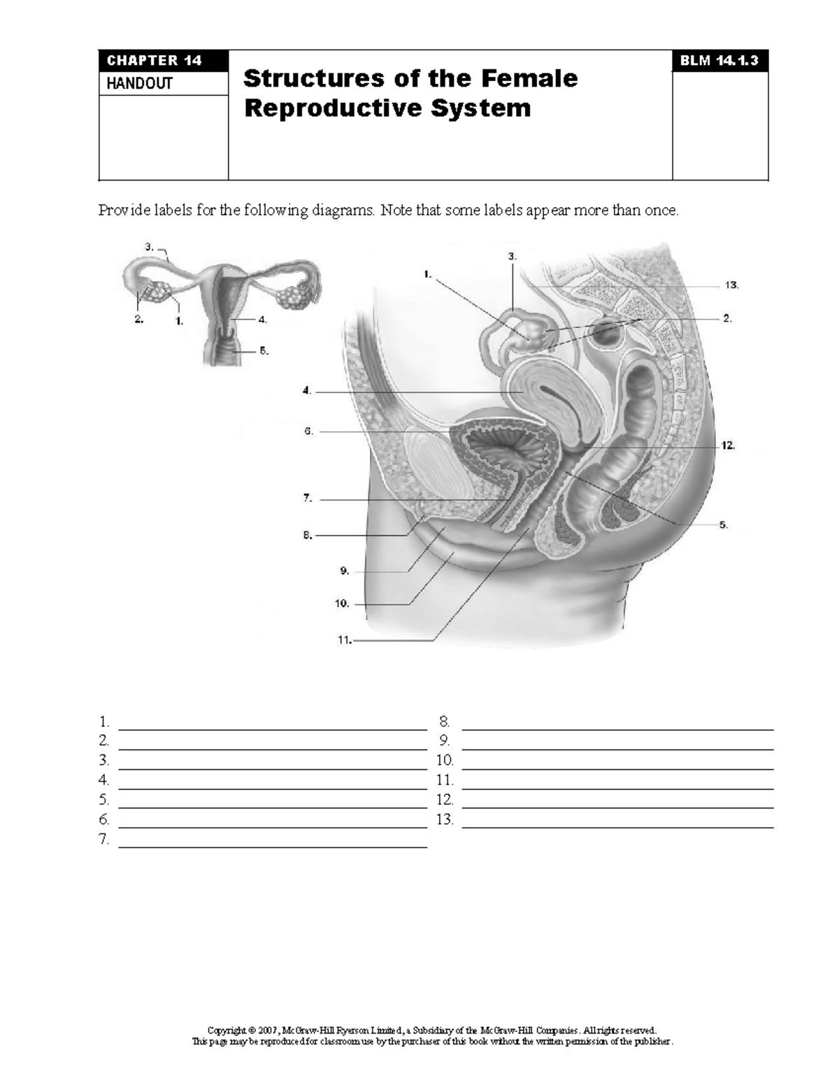 Diagram of the Female Reproductive System - CHAPTER 14 Structures of ...
