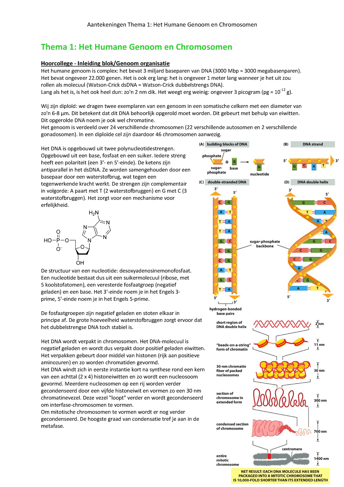 Samenvatting Van Cel Tot Molecuul Thema 1 Het Humane Genoom En