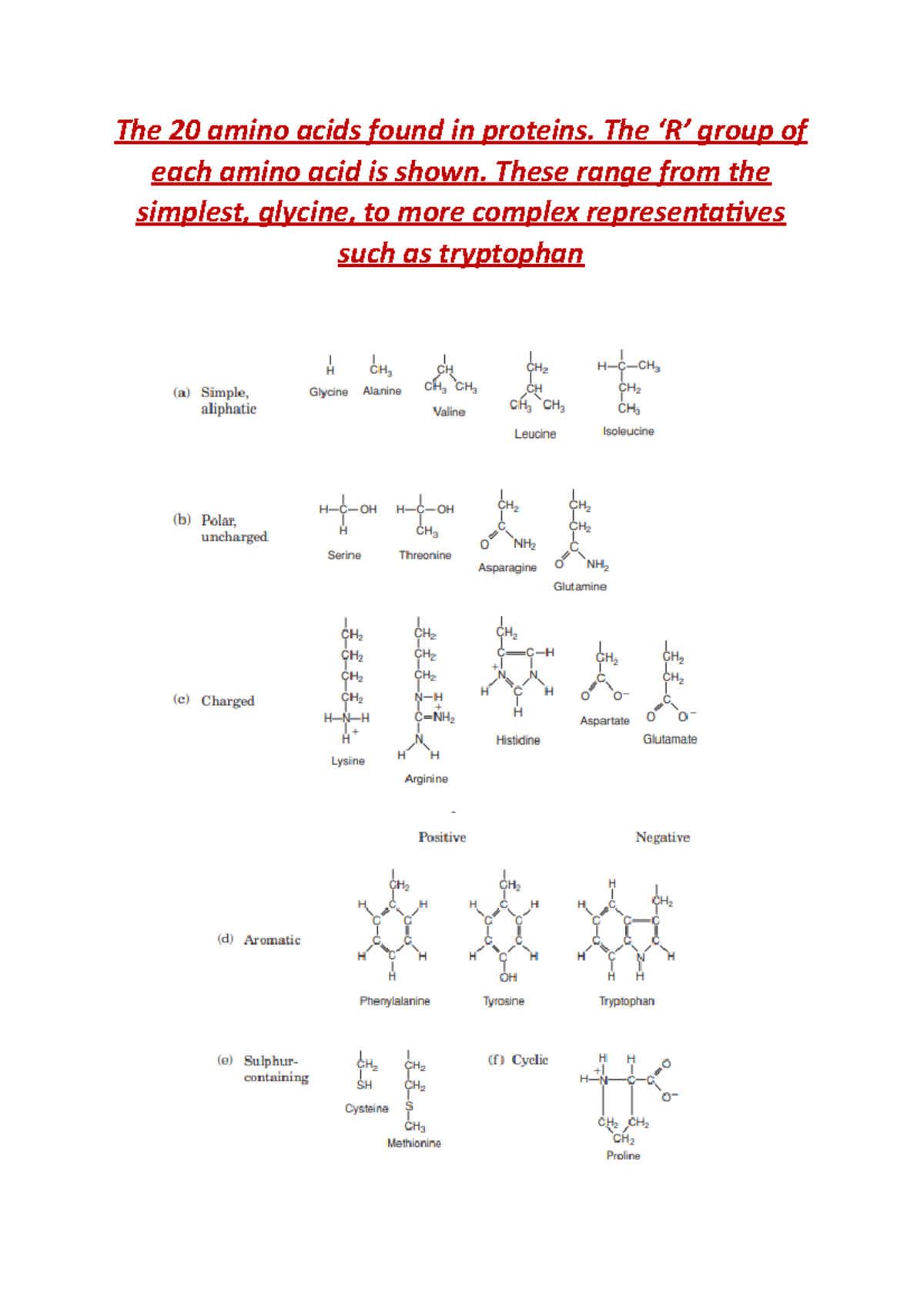 The 20 amino acids found in proteins The ‘R’ group of each amino acid
