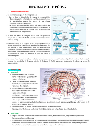 2 Hipotálamo - hipófisis - HIPOTÁLAMO – HIPÓFISIS Desarrollo embrionario:  En el diencéfalo se genera - Studocu