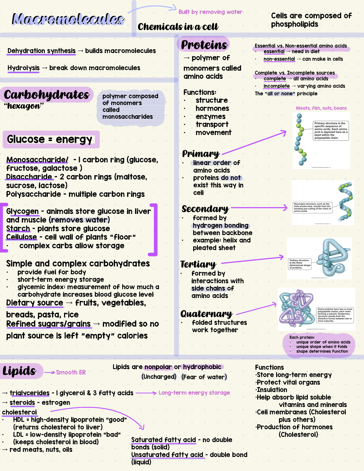 Biology 161 copy 2 - Macromolecules - Carbohydrates, proteins, and ...