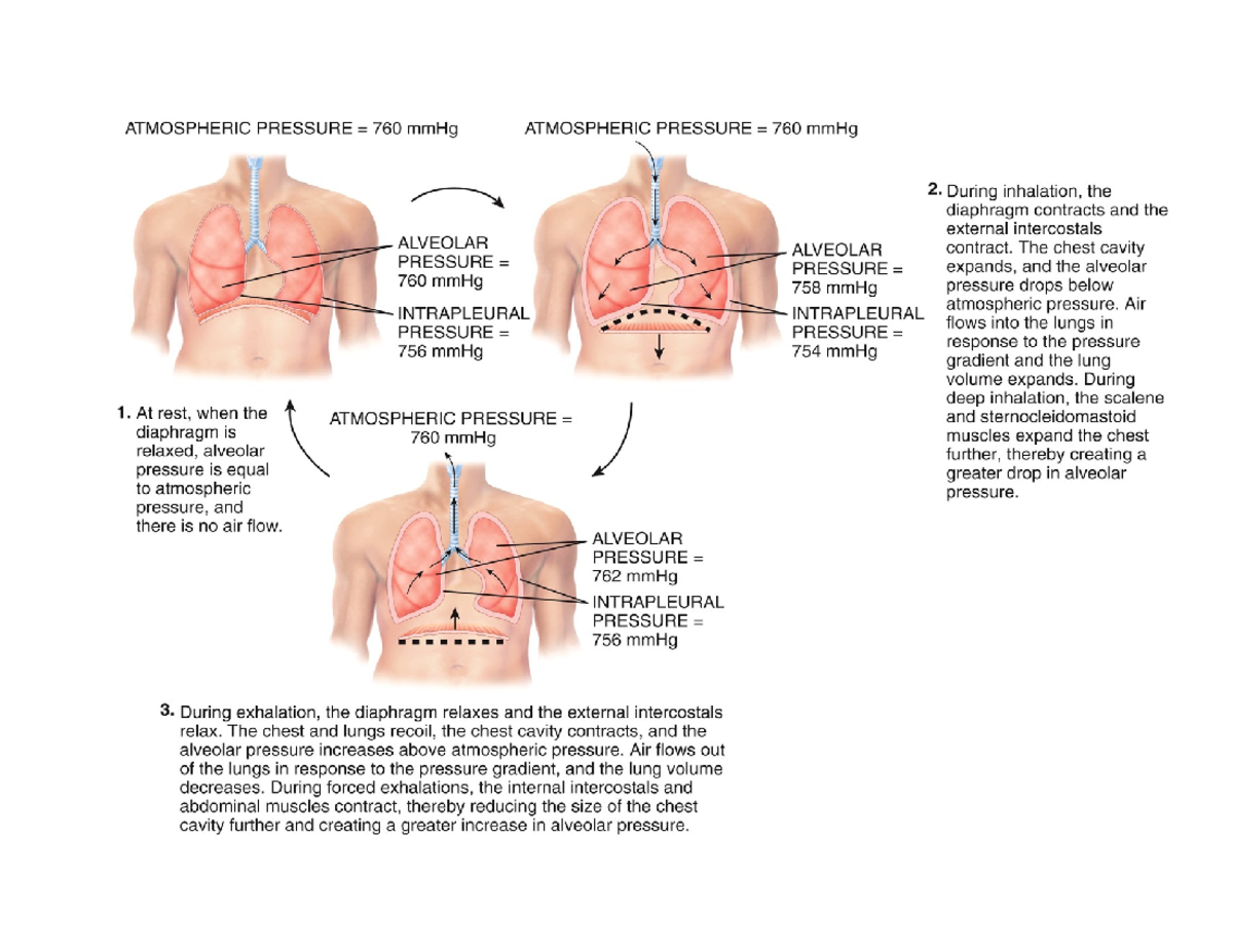 Respitory System - ATMOSPHERIC PRESSURE 760 mmHg ATMOSPHERIC PRESSURE ...