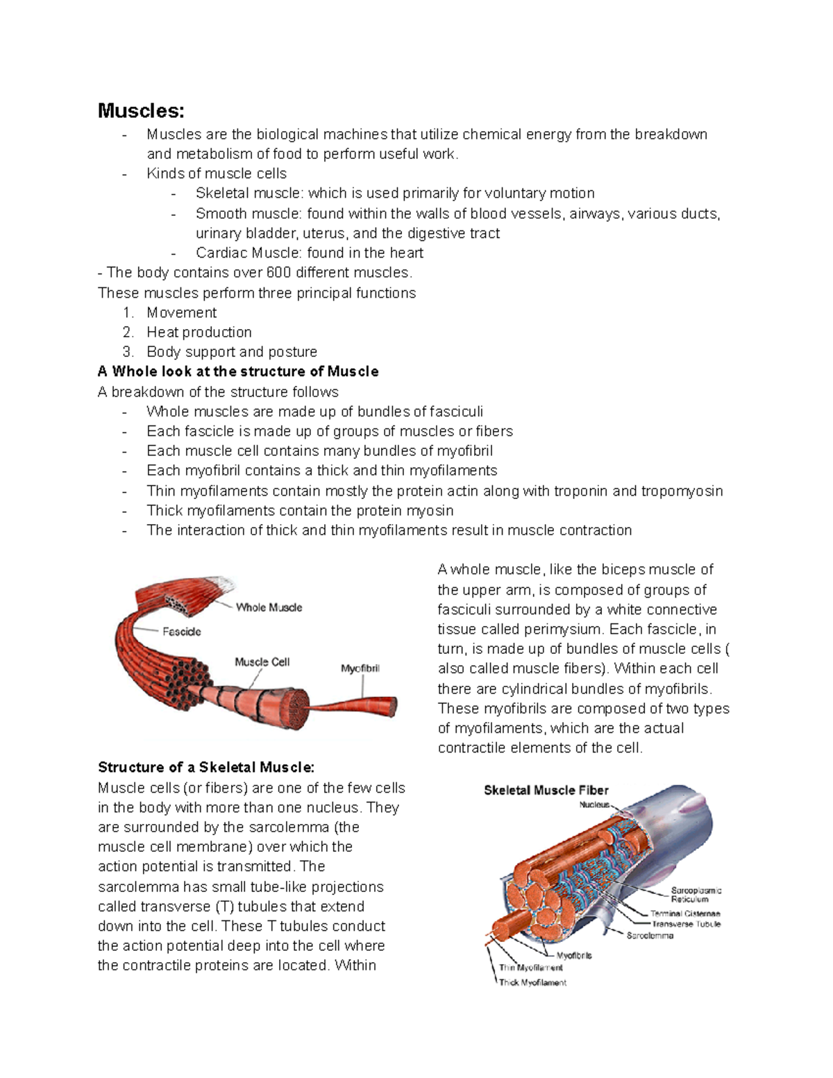 Muscels - Lecture notes on Mod 6-7 - Muscles: Muscles are the ...