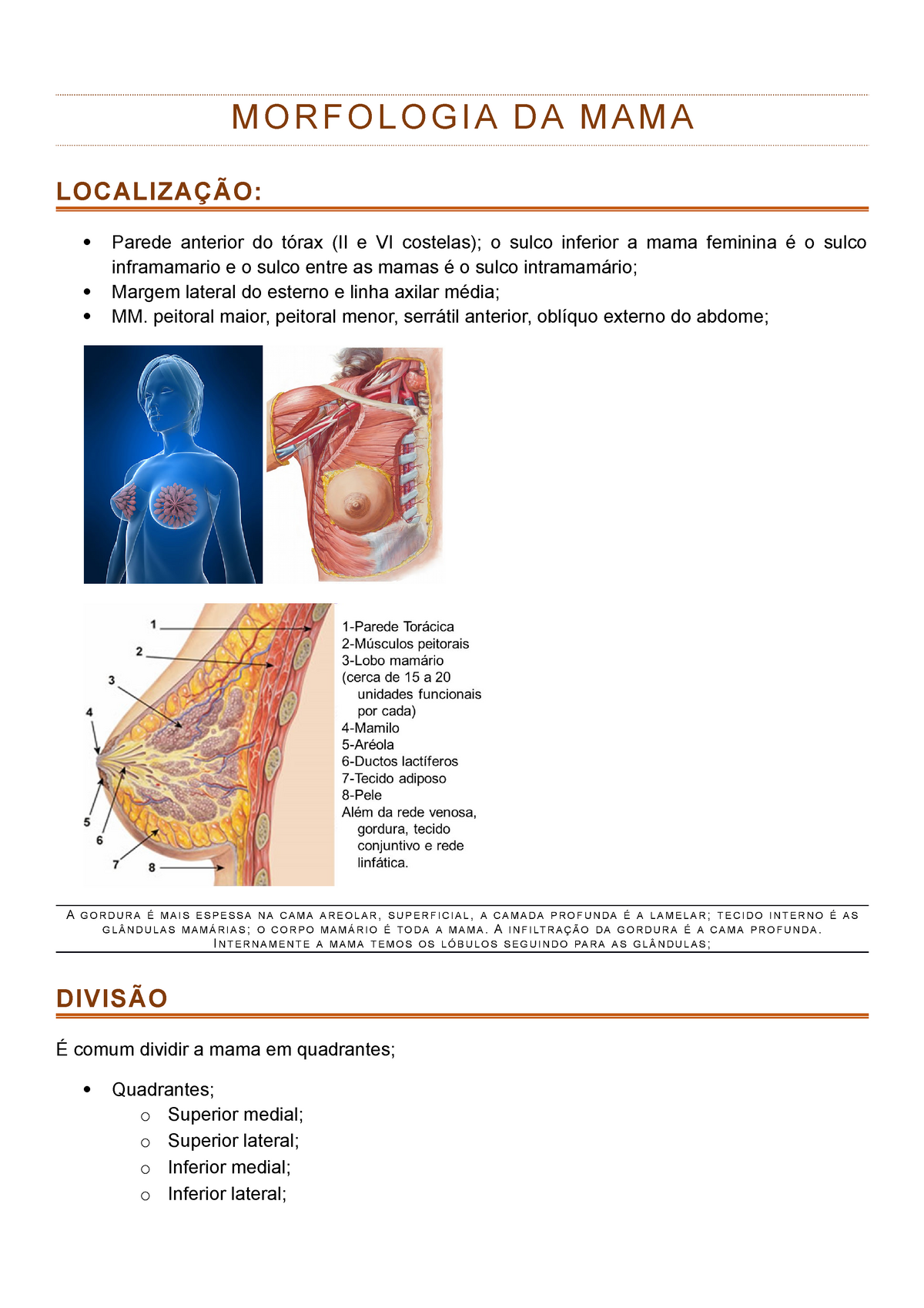 Morfologia Da Mama Morfologia Da Mama Localiza O Parede Anterior Do T Rax Ii E Vi Costelas