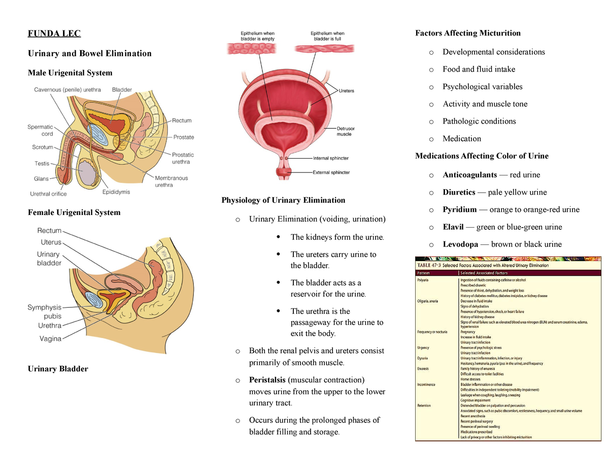 Funda LEC NCM 103 Urinary and Bowel Elimination - FUNDA LEC Urinary and ...