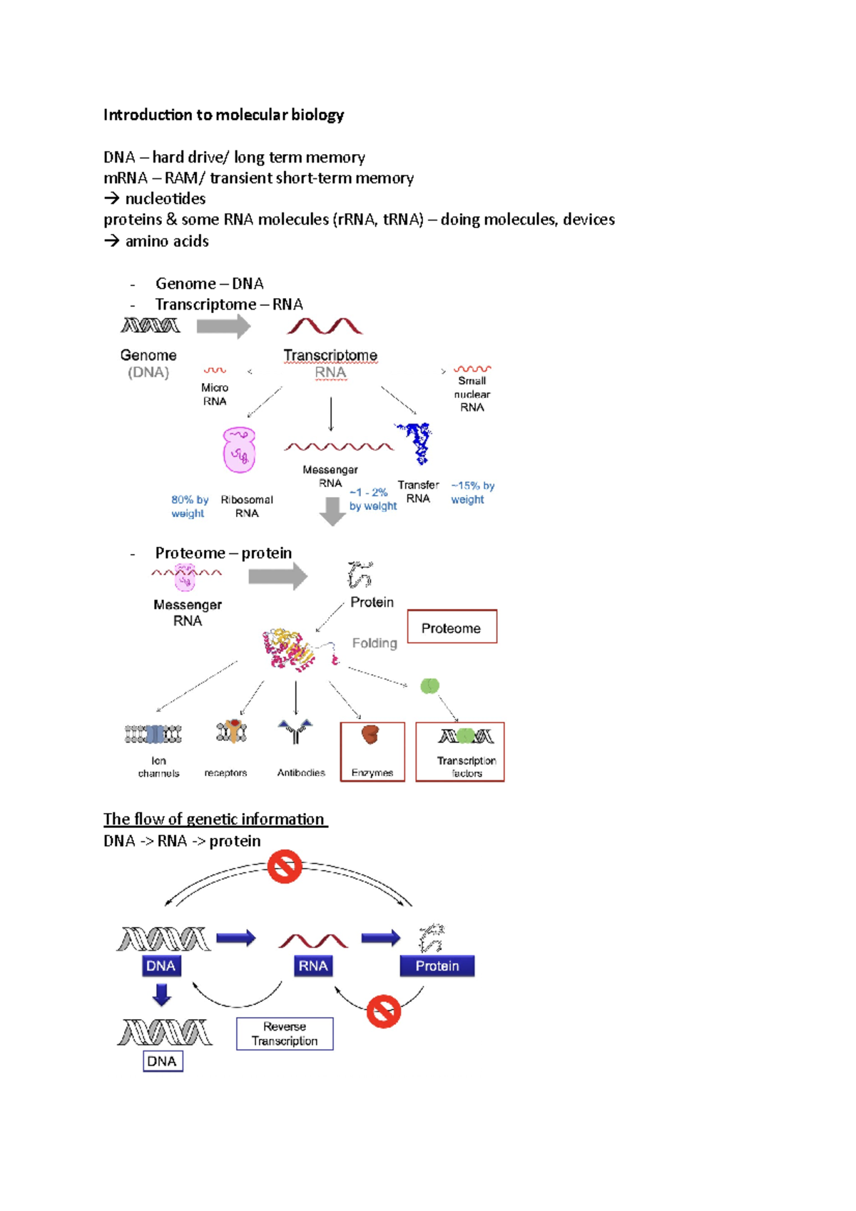 Biochemistry - lecture notes - Introduction to molecular biology DNA ...