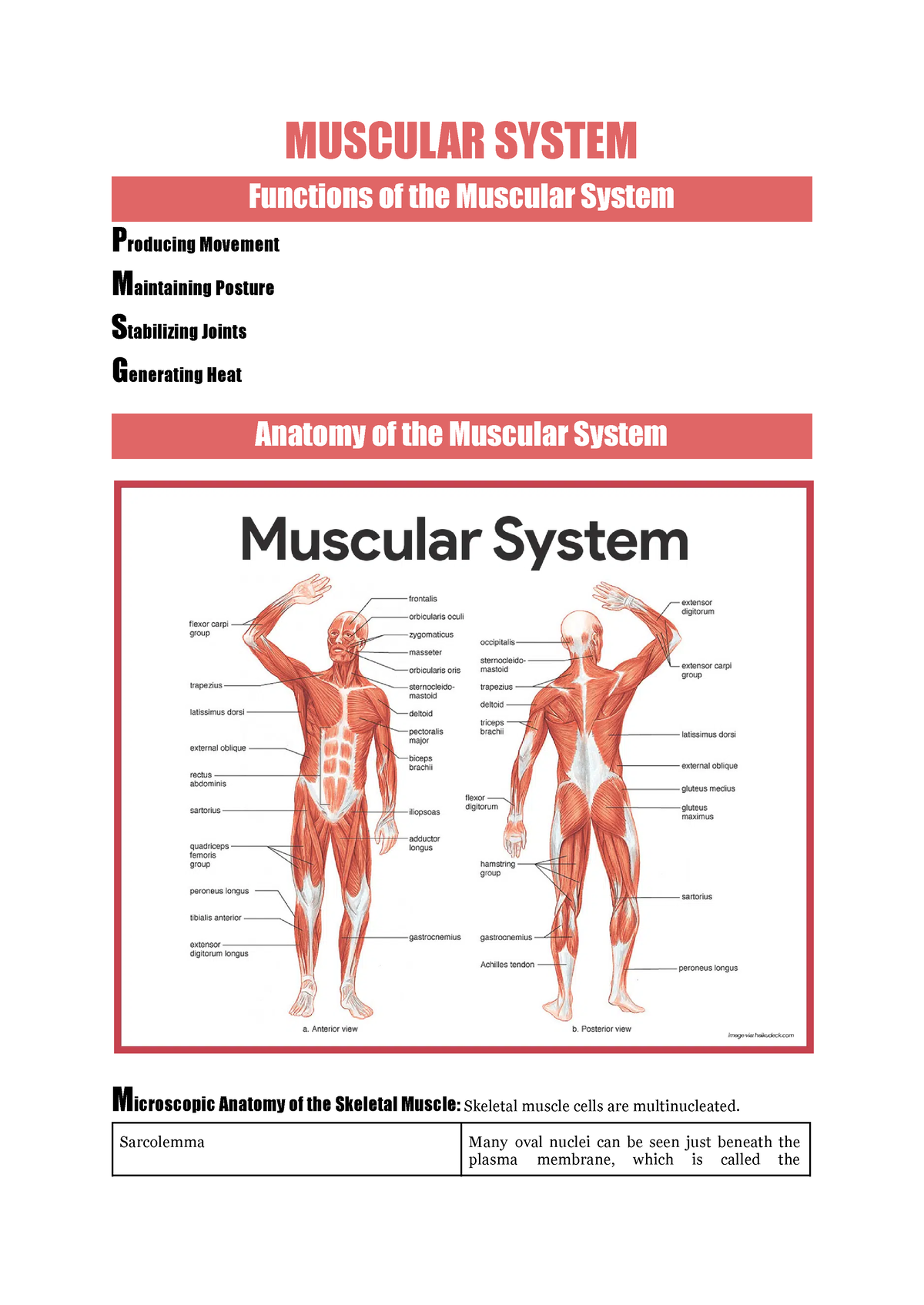 Muscular-system - lalalalalalalalalalalalalalalalalalalal - MUSCULAR ...